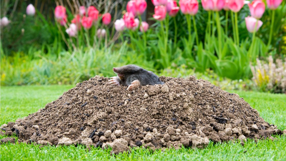 Hvordan bli kvitt føflekker - 4 humane måter og de skadelige metodene for alltid å unngå