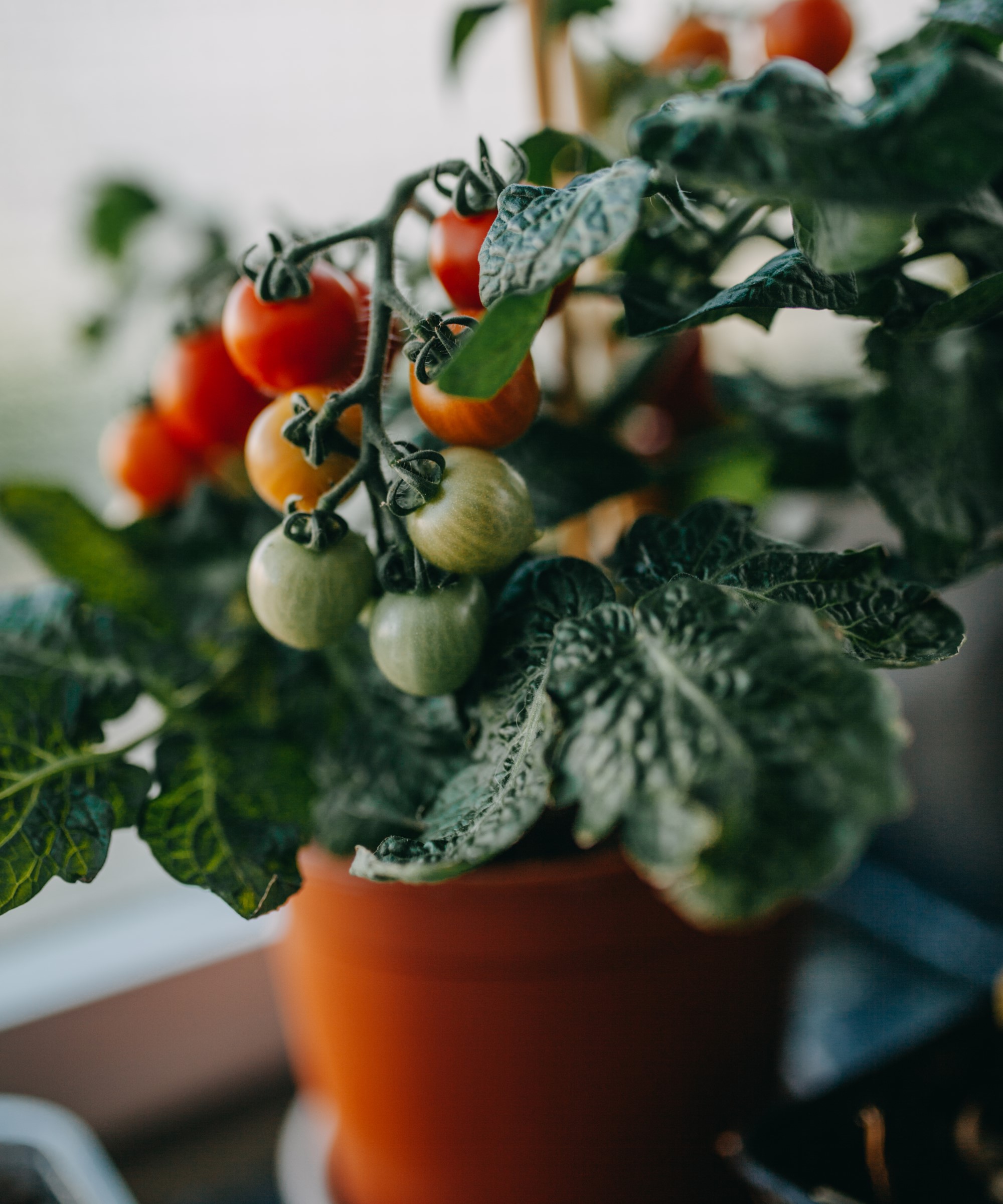 En tomatplante som vokser lykkelig innendørs full av frukt