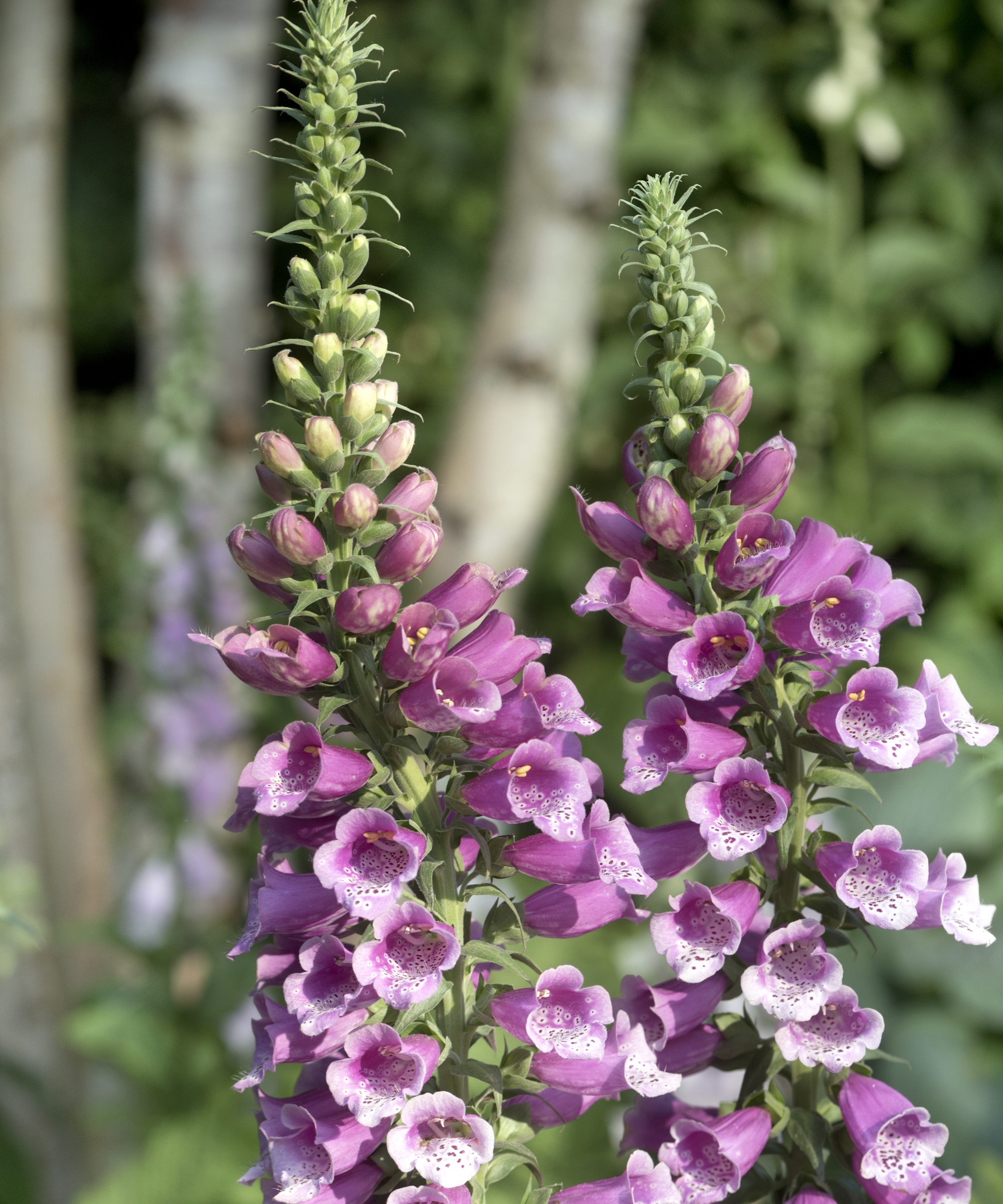 Rosa foxgloves i en solrik hagegrense