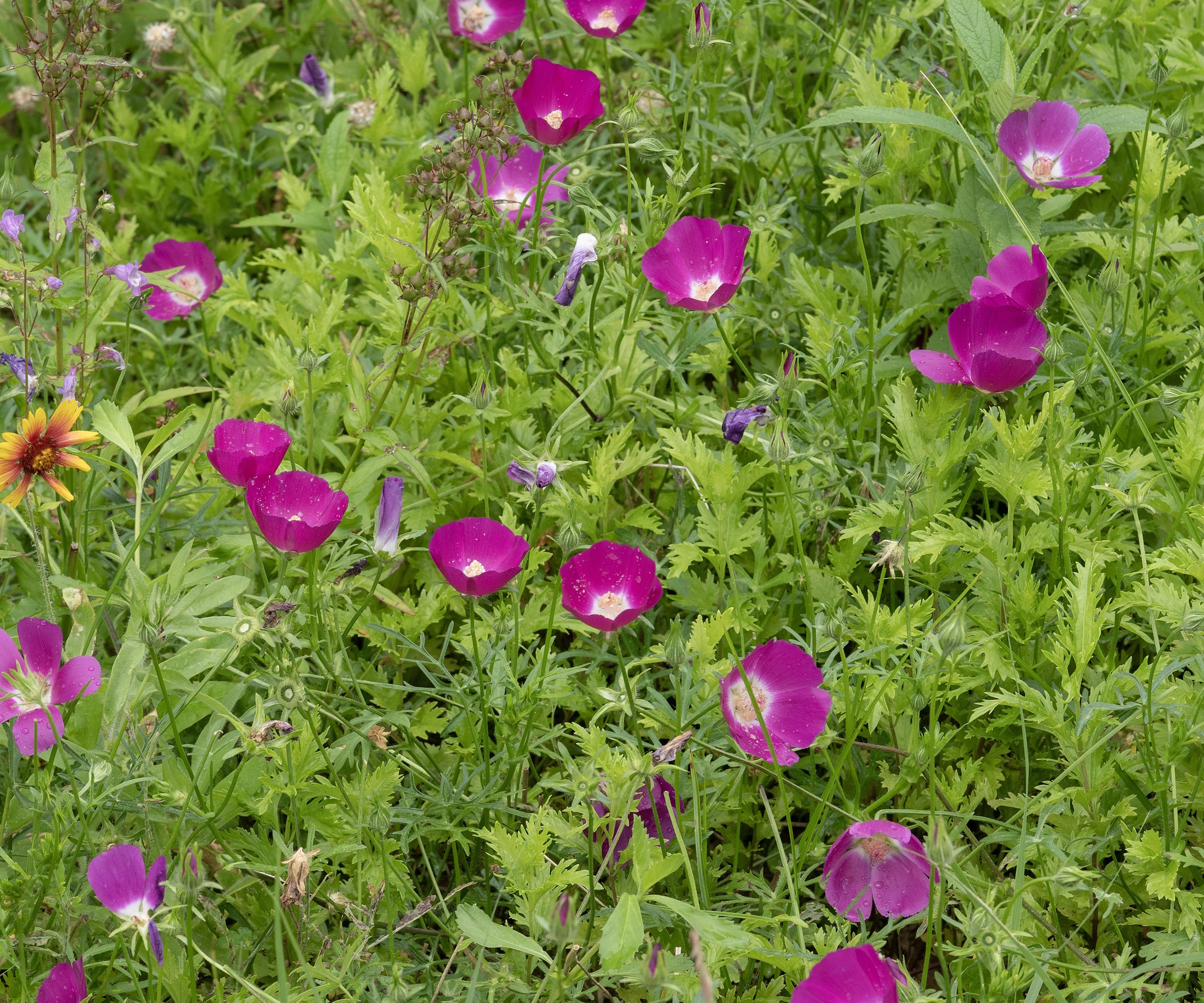 Levende lilla valmue mallow blomstrer i en hage eng
