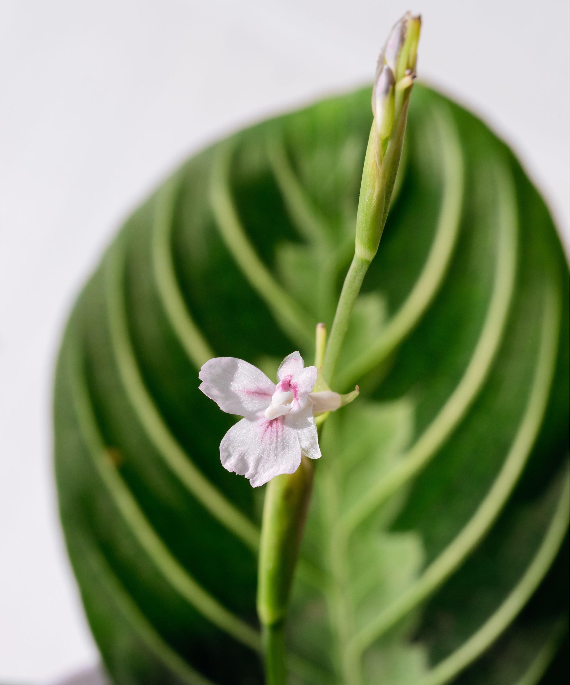 Bønneplanteblomst