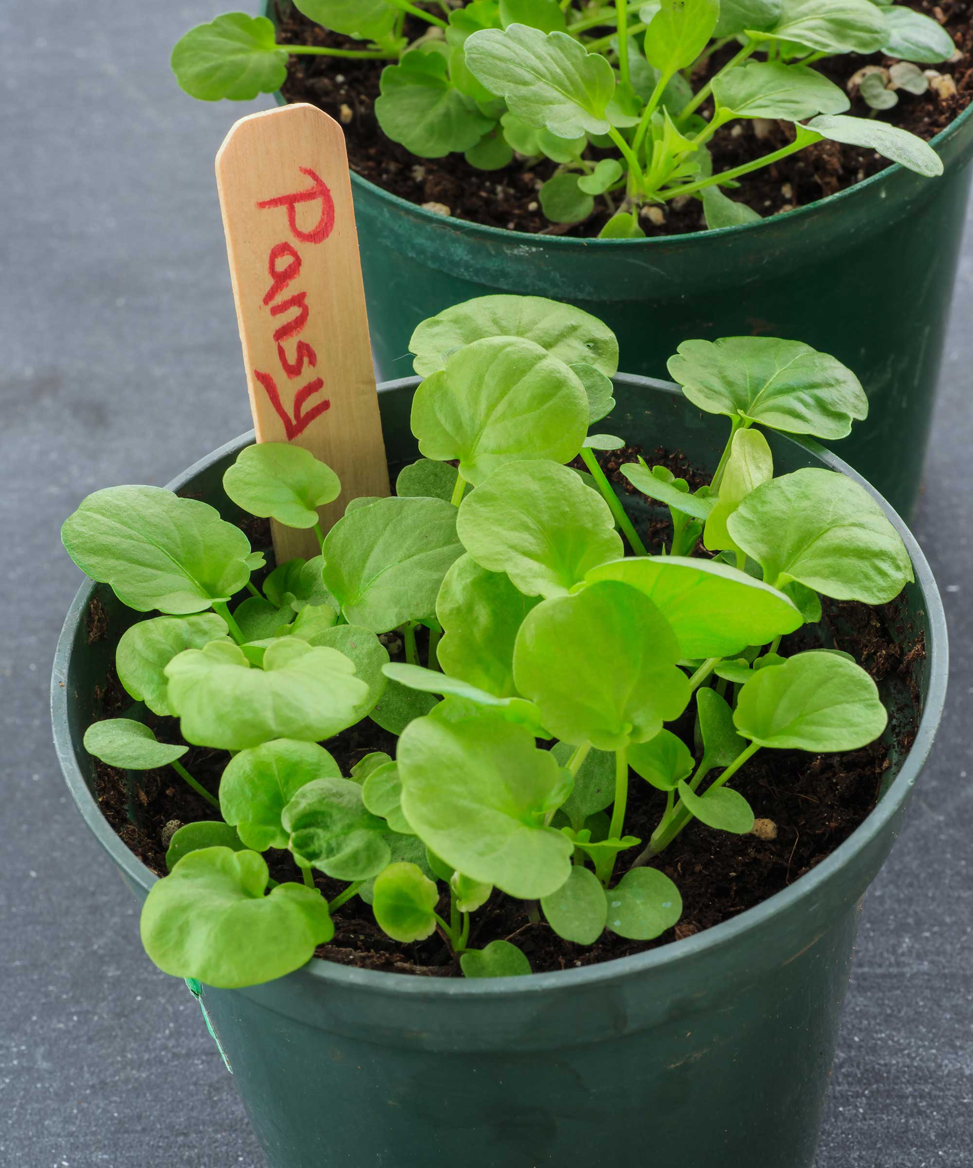 Pansy frøplanter i potten