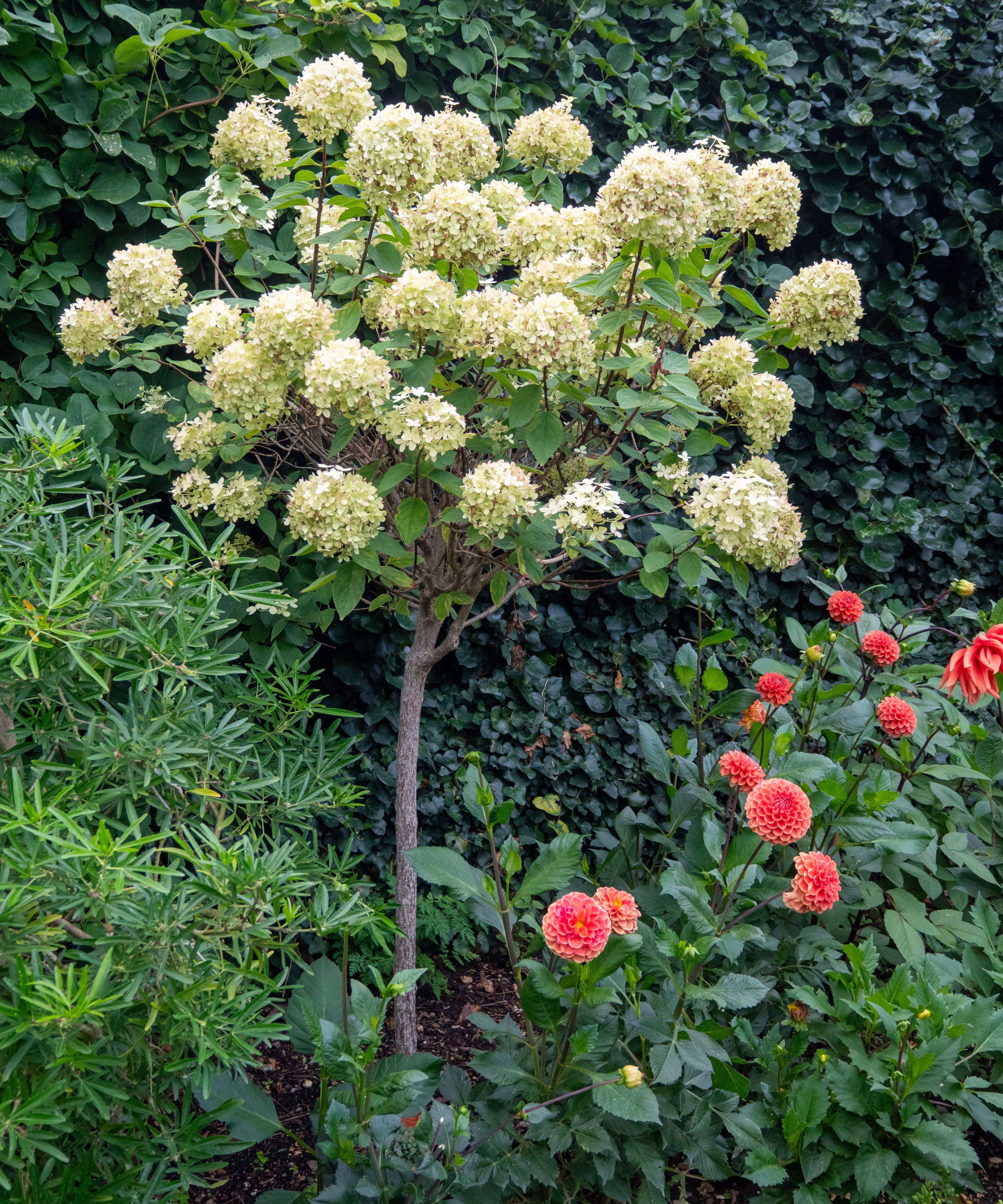 Et standard kalkgrønt hortensia -tre i en hage