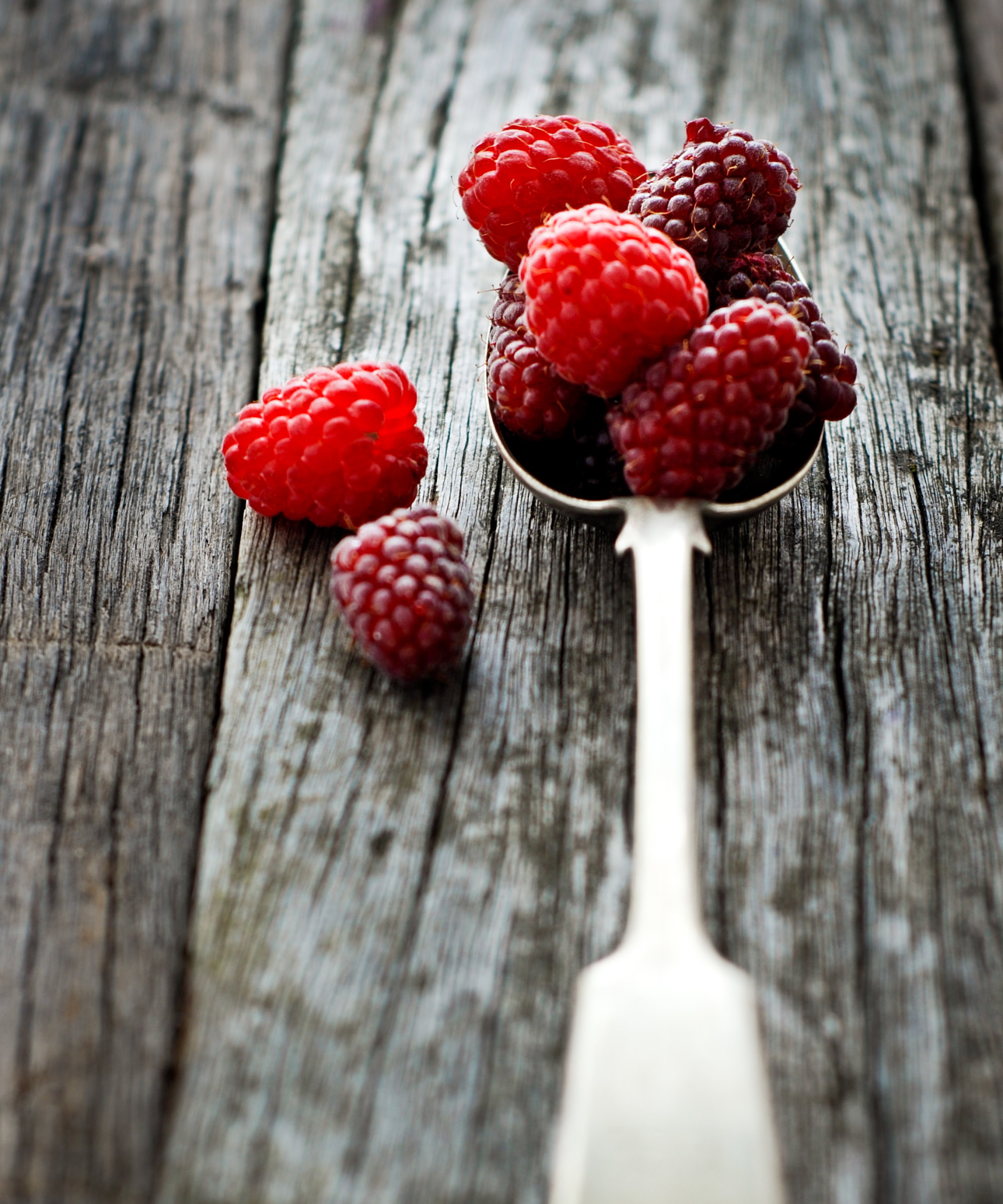 Loganberries, bringebær og tayberries på en metall skje på et trebord