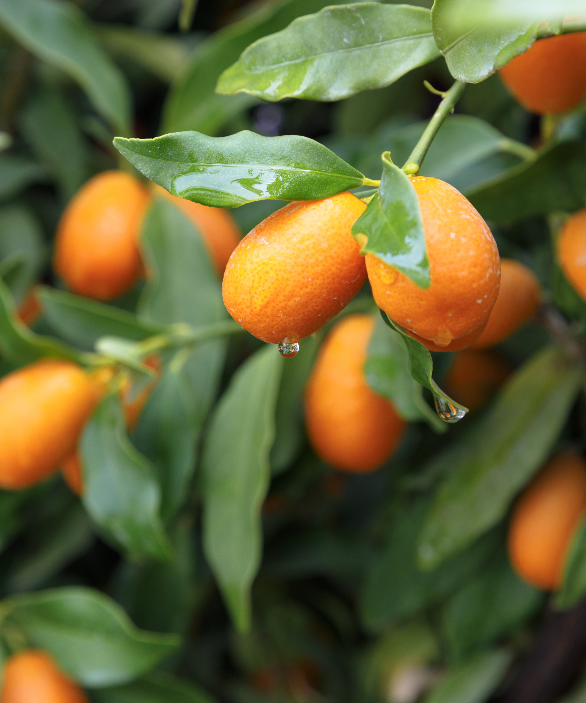 Modne kumquats på et tre
