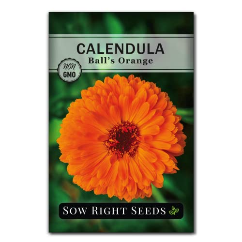 Sow høyre frø - Ball's Orange Calendula Seeds for Planting - Ikke -GMO -arvestykke med instruksjoner om å plante en hjemmehage - Medisinor appelsinblomster som pollinatorer elsker - dyrke urtete (1)
