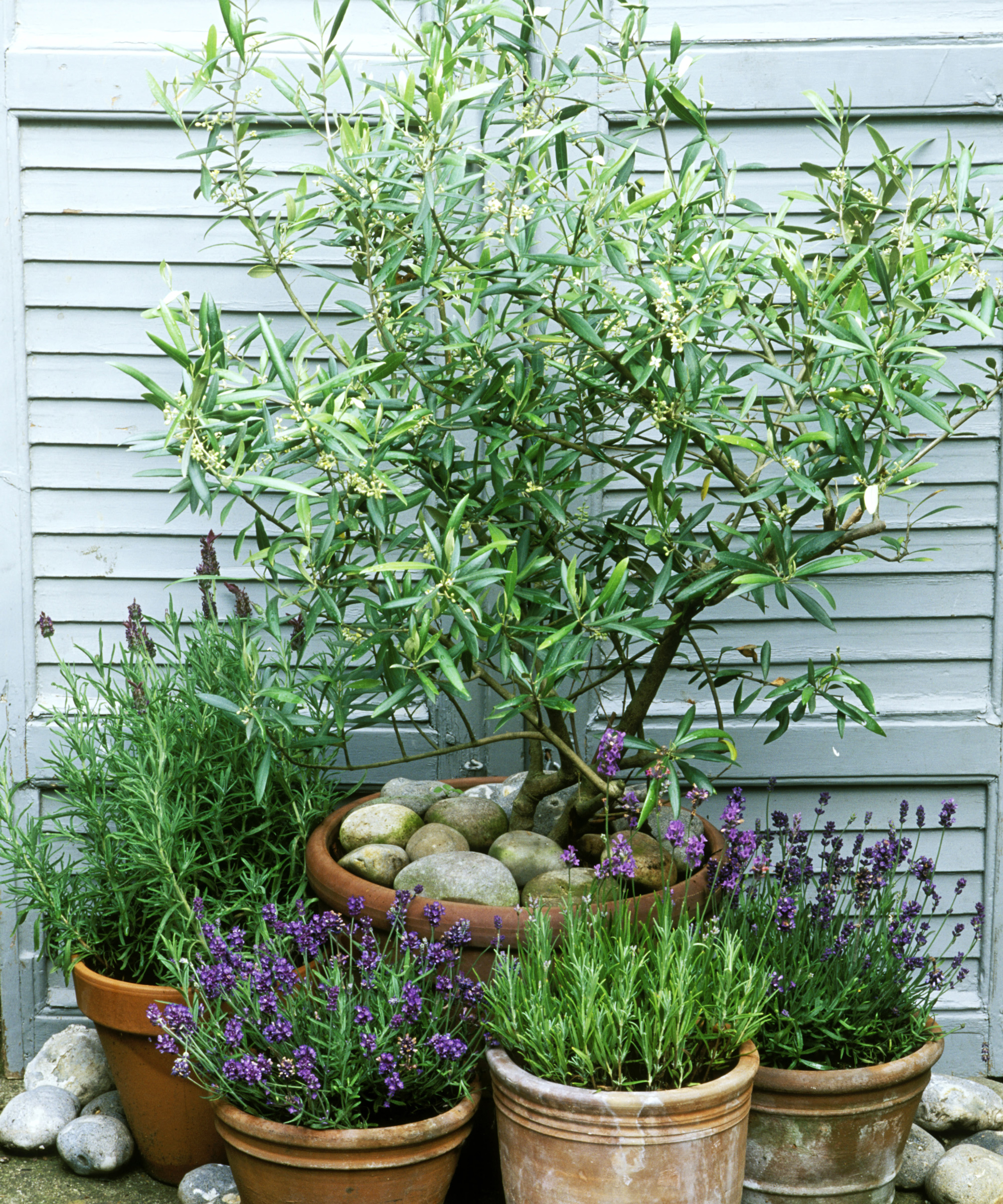 potter med lavendel og et oliventre