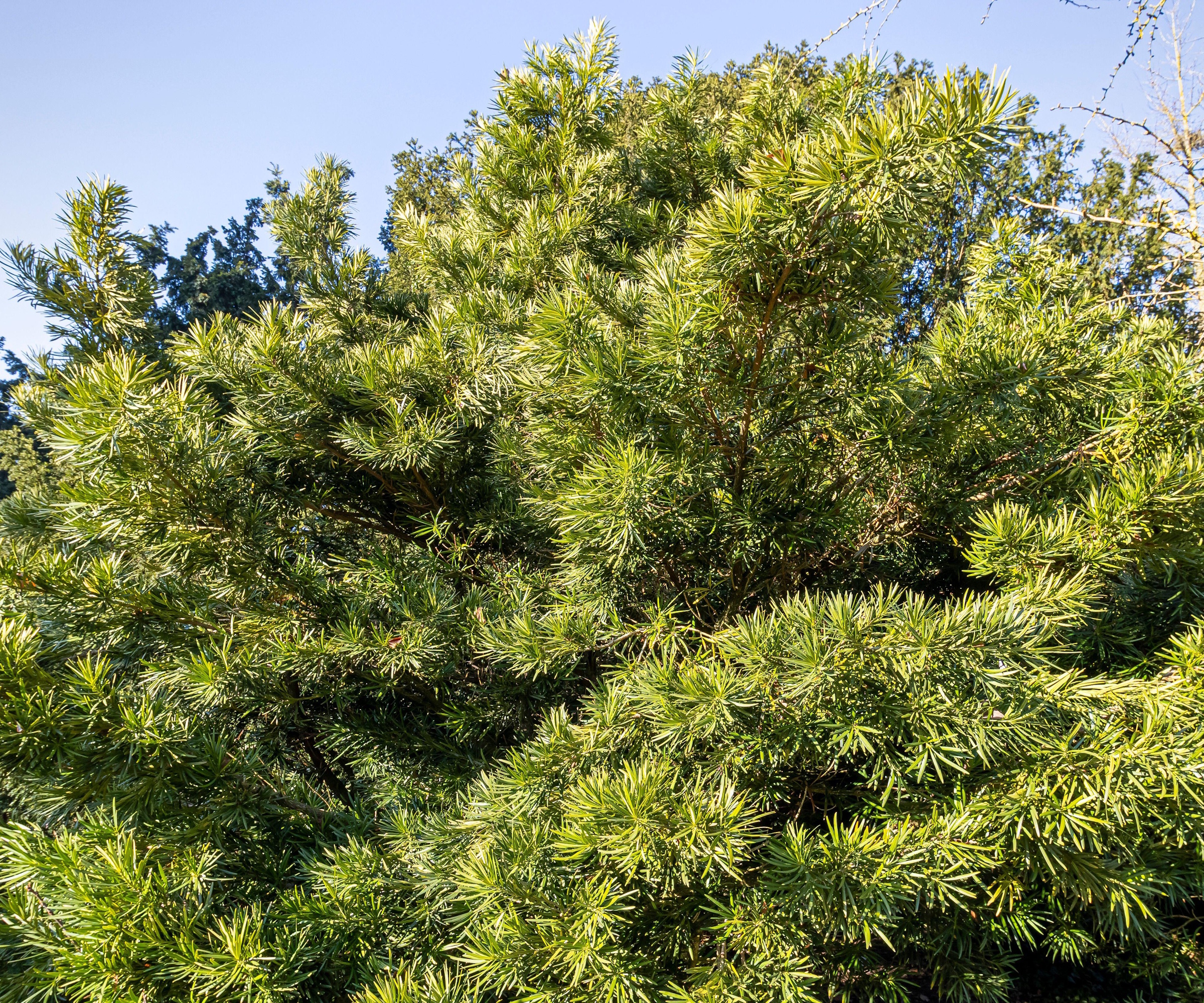 Podocarpus macrophyllus, med grønne blader i en solrik hage