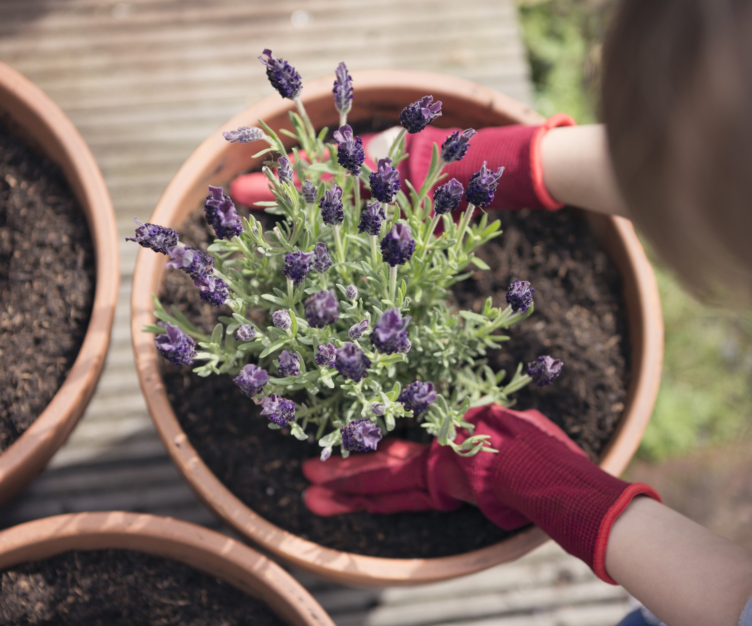 Lavendel blir plantet i en gryte