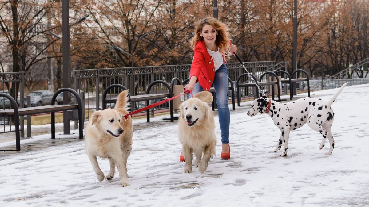 hunden din glemmer deg