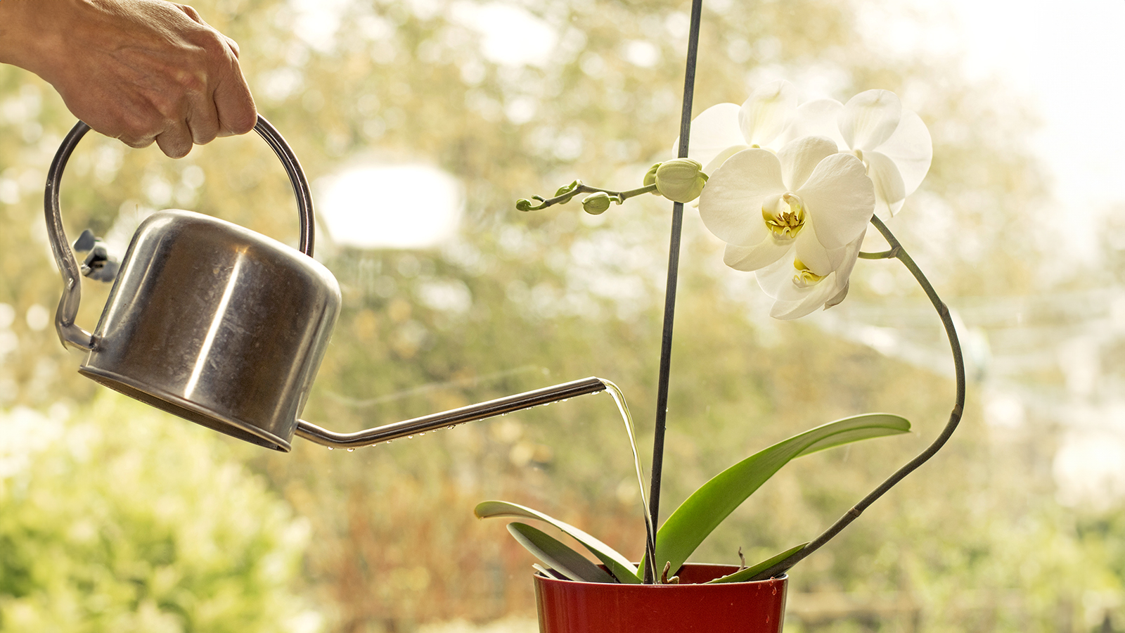 Grower waters and fertilizes white phalaenopsis orchid