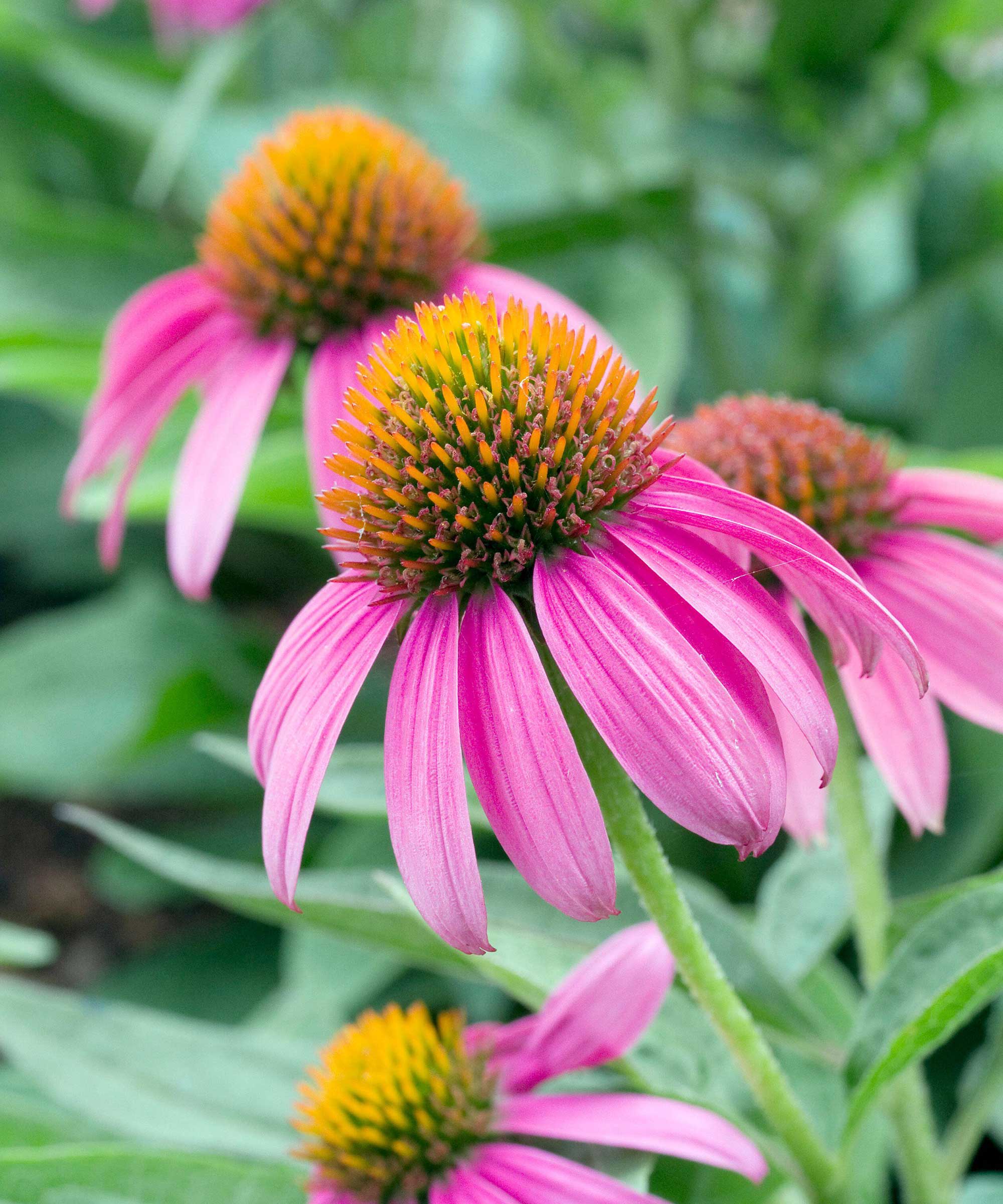 'Powwow Wild Berry' Echinacea