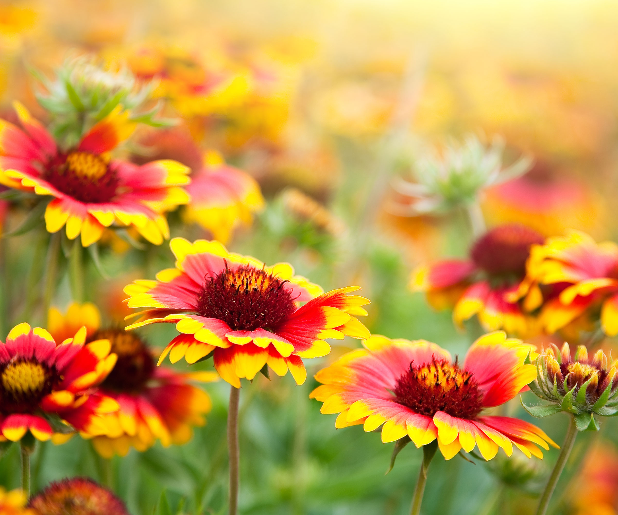 Gaillardia (teppeblomster)