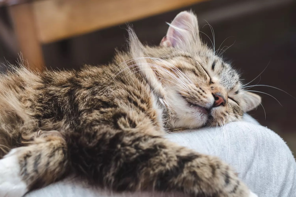 Hvis katten din sover på deg