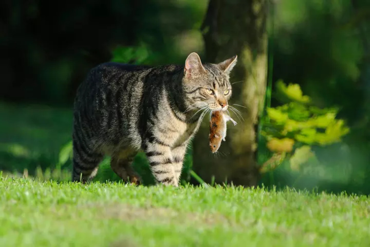 Katt og biologisk mangfold
