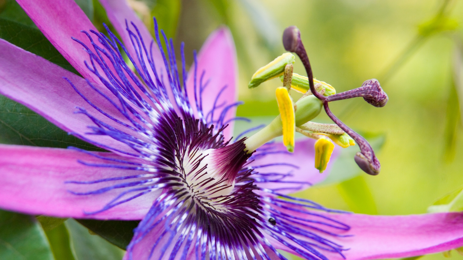 Purple passion flower in bloom in a sunny garden