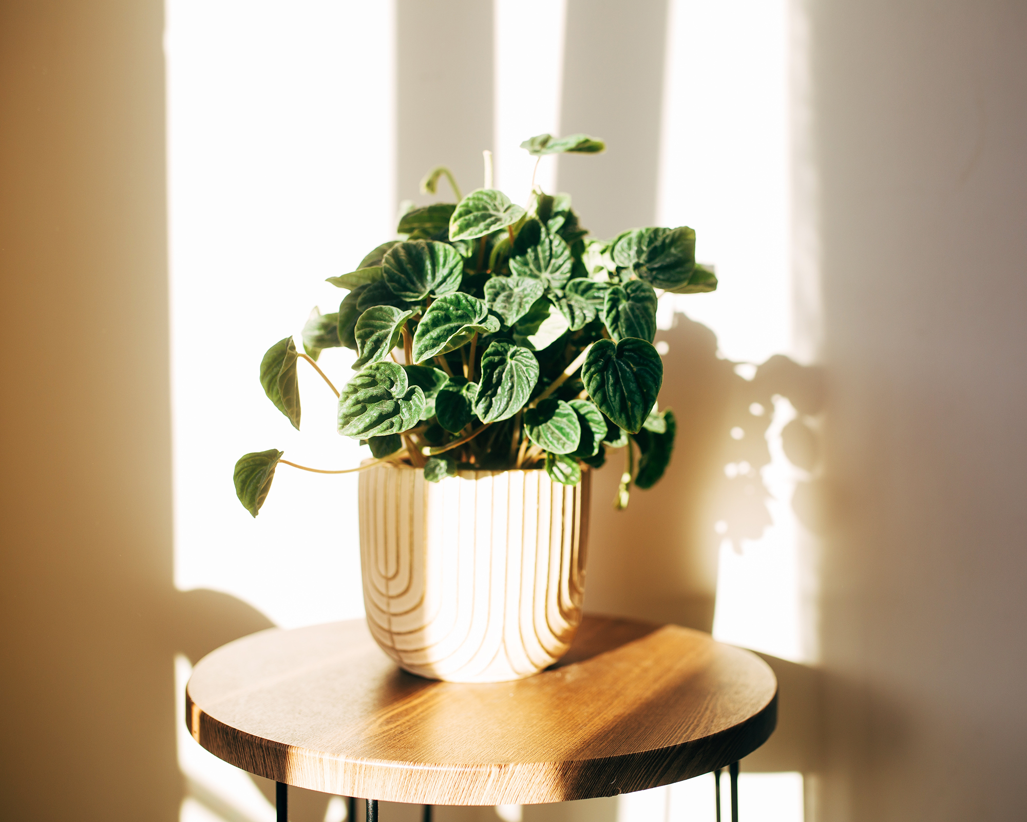 Peperomia Caperata Lilian i en gryte med sollys som støper skygger på veggen