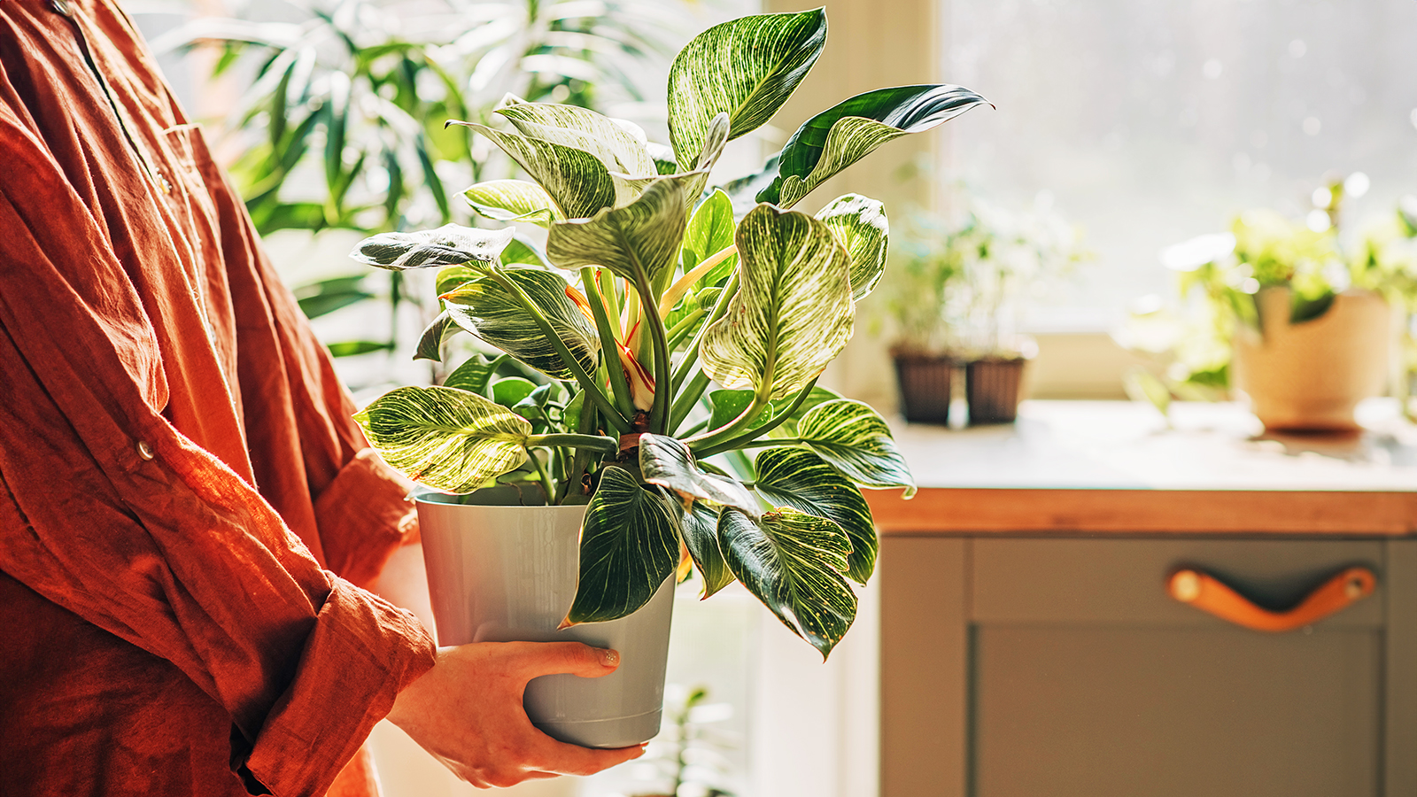 Moving houseplant to new spot in kitchen