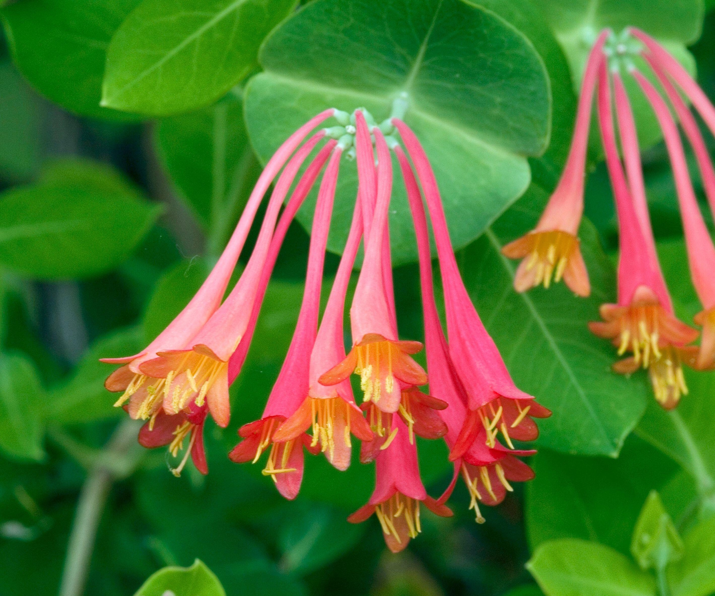 Korall kaprifol med røde og gule blomster om våren