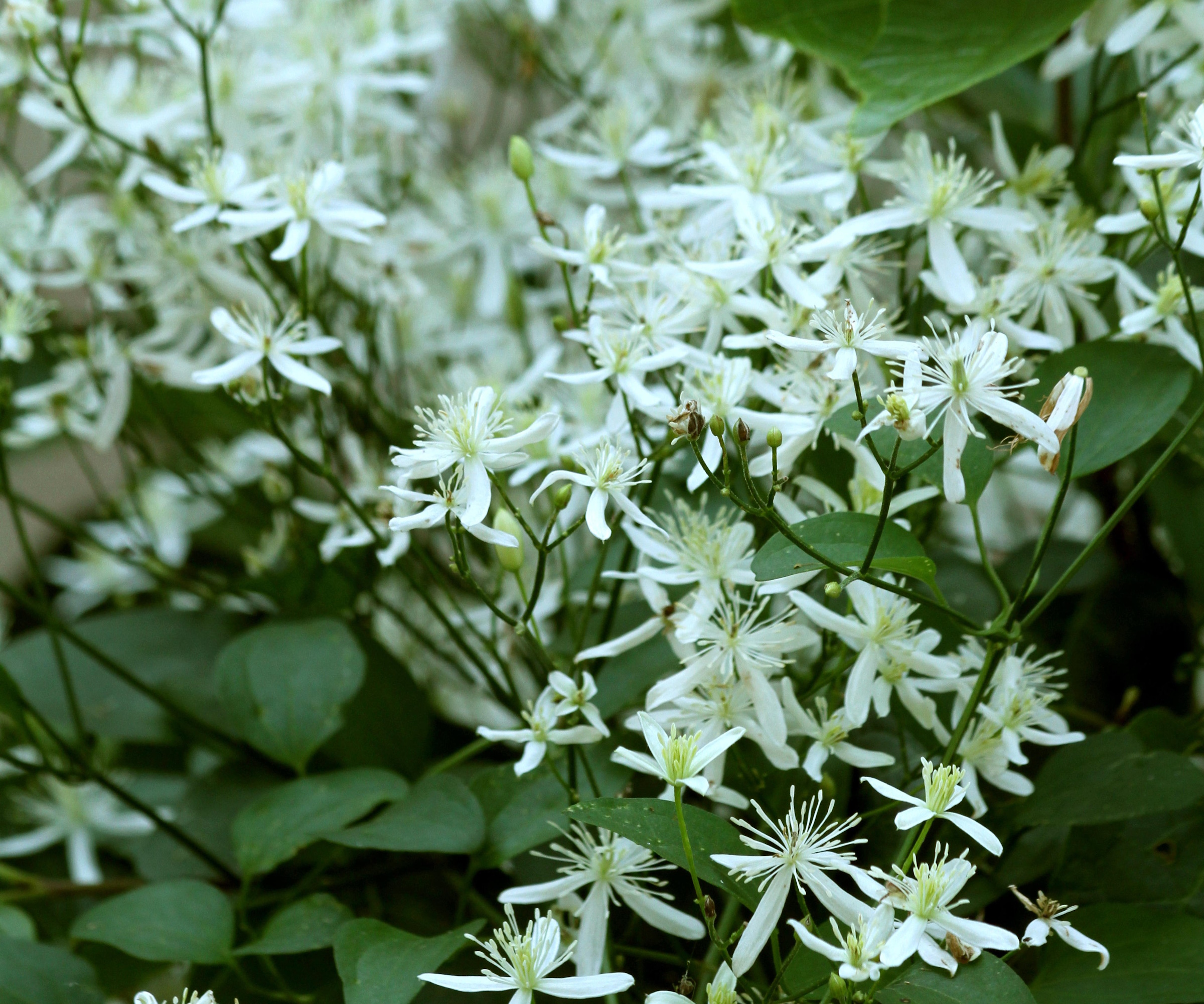 Hvite blomster av Clematis Virginiana i en hage