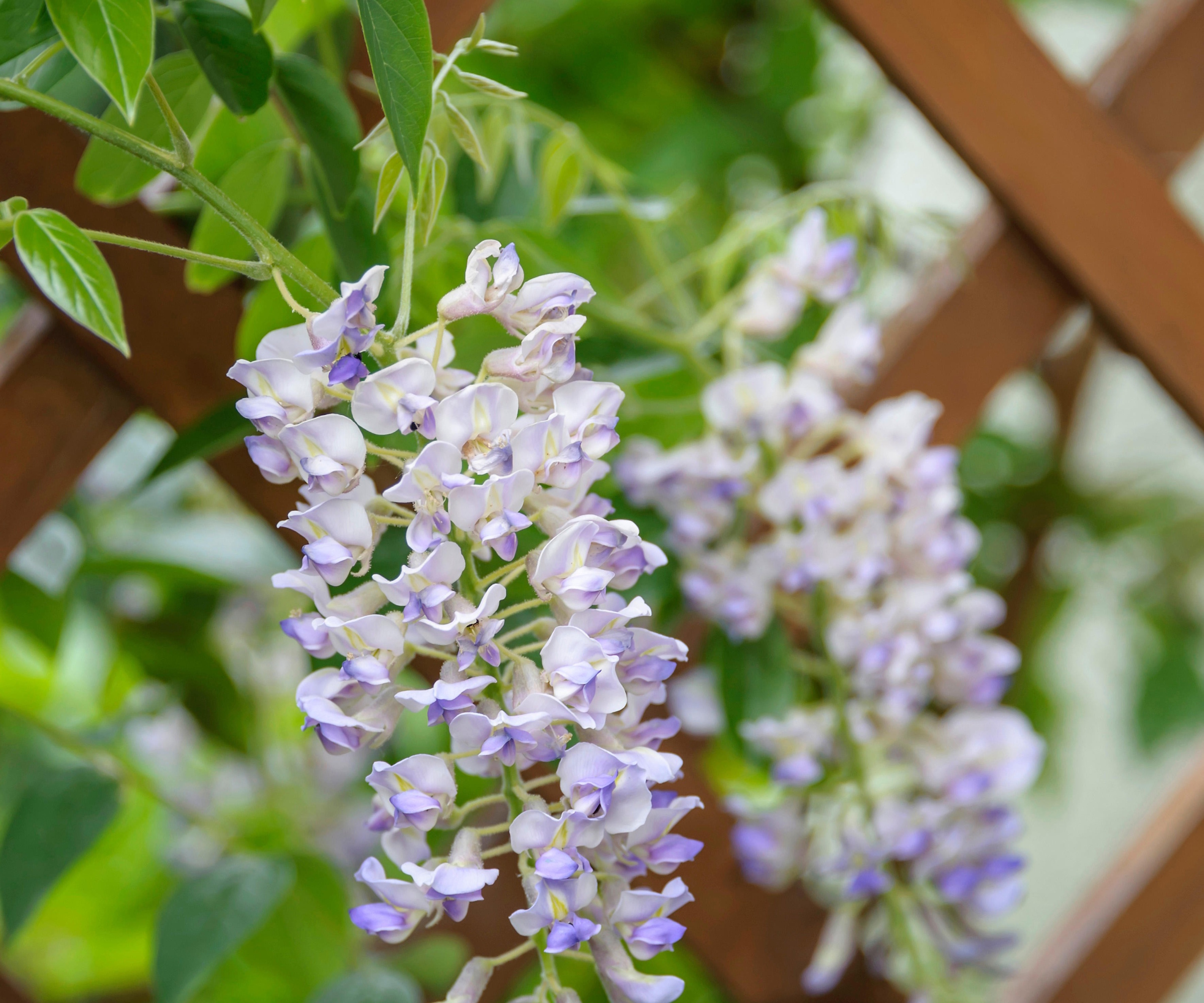 Kentucky Wisteria, eller Wisteria Macrostachya, med blek syrin blomstrer i en solrik hage