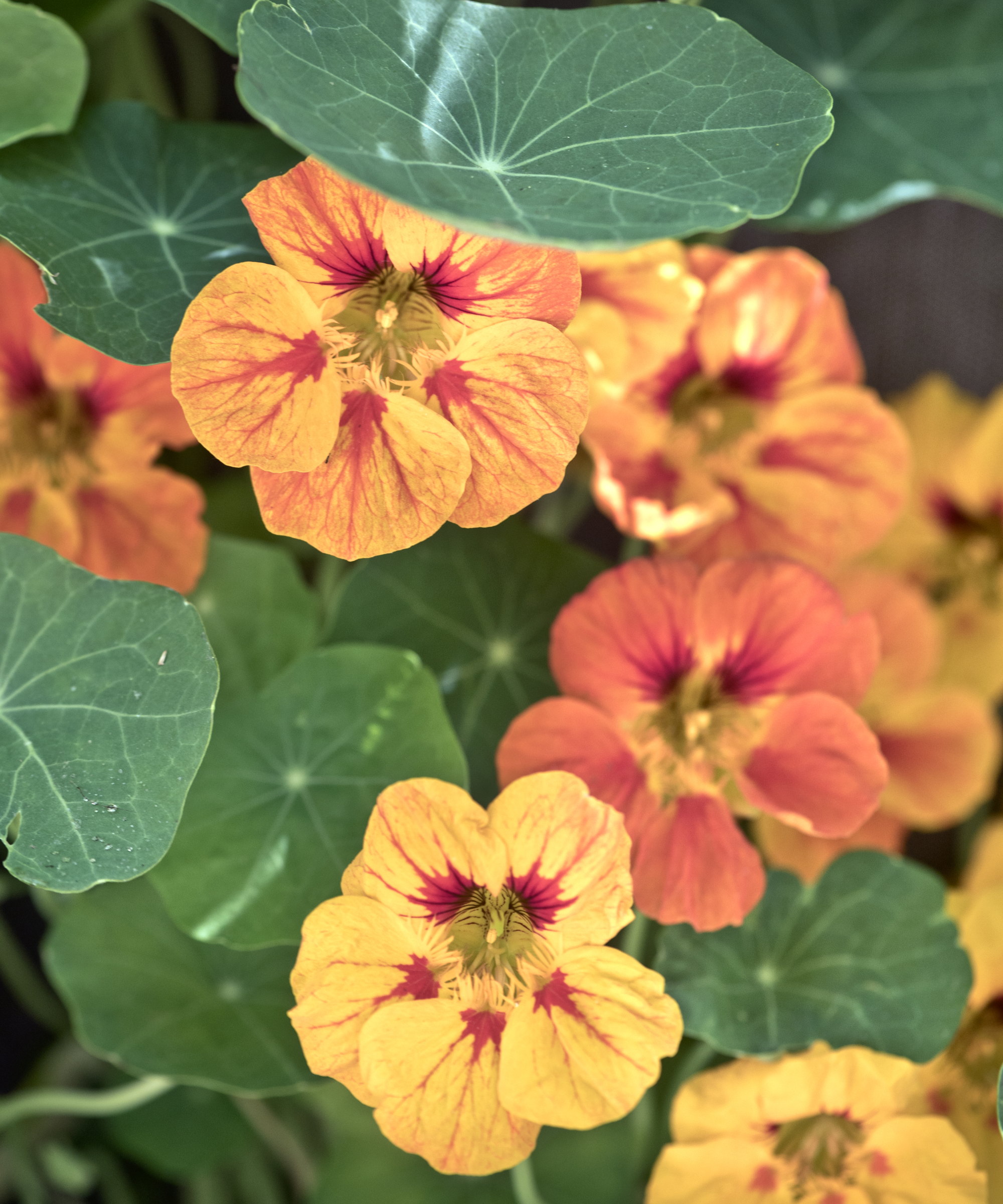 Oransje og gule nasturtium blomster på nært hold