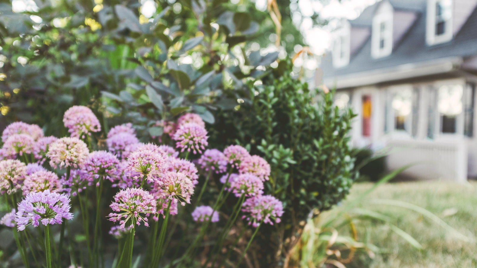 Close up of purple allium blooms on a shrub with foliage and exterior house shot in soft background focus