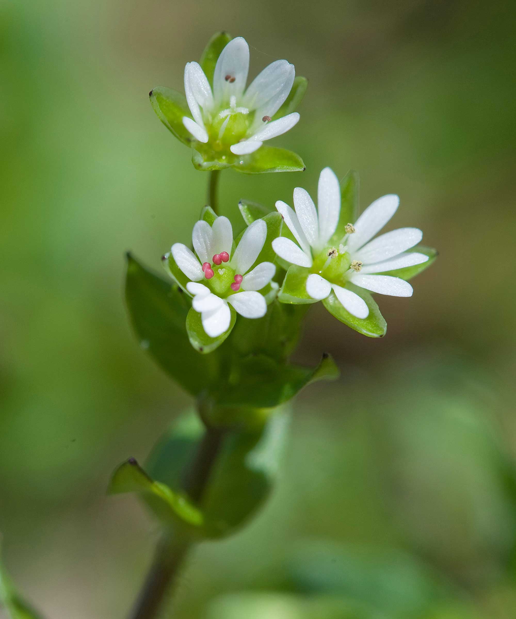 Chickweed Flowers