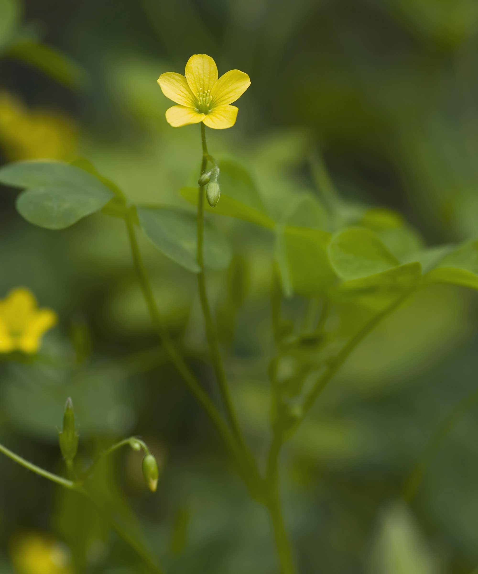 tre sorrel med gul blomst