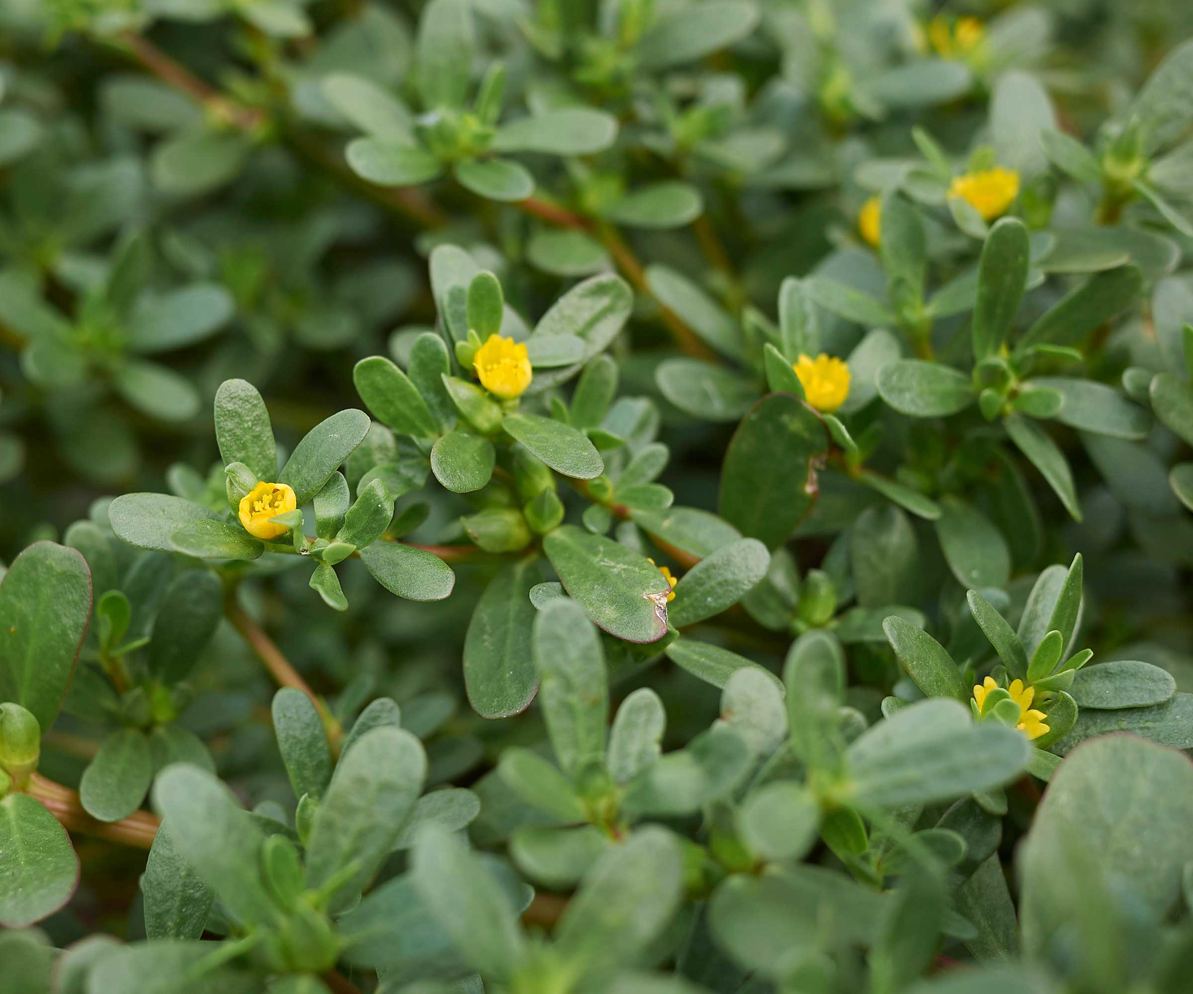 Purslane, Portulaca oleracea, med gule blomster