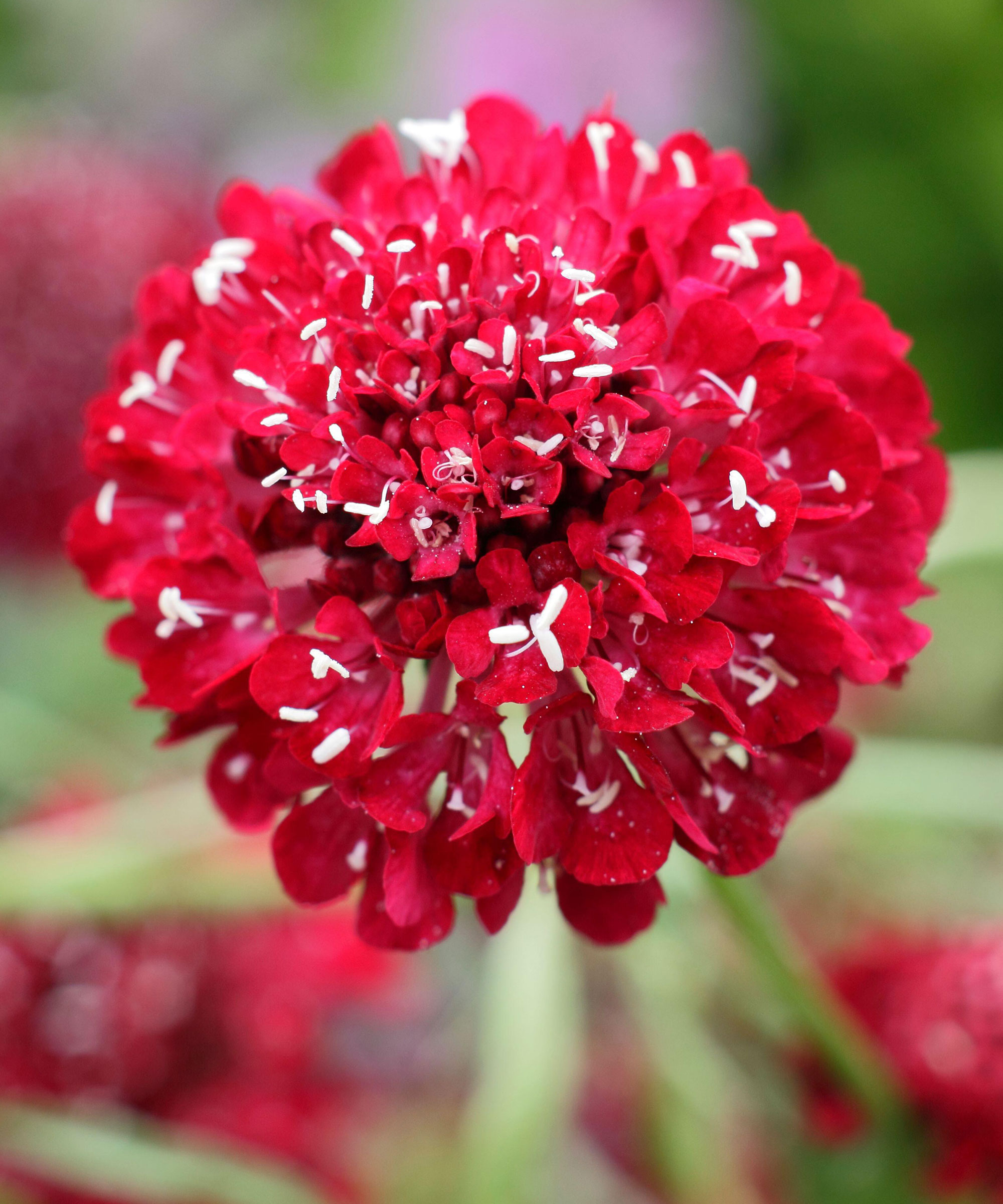 Scabiosa burgunder beau blomstring i sommerfuglhage