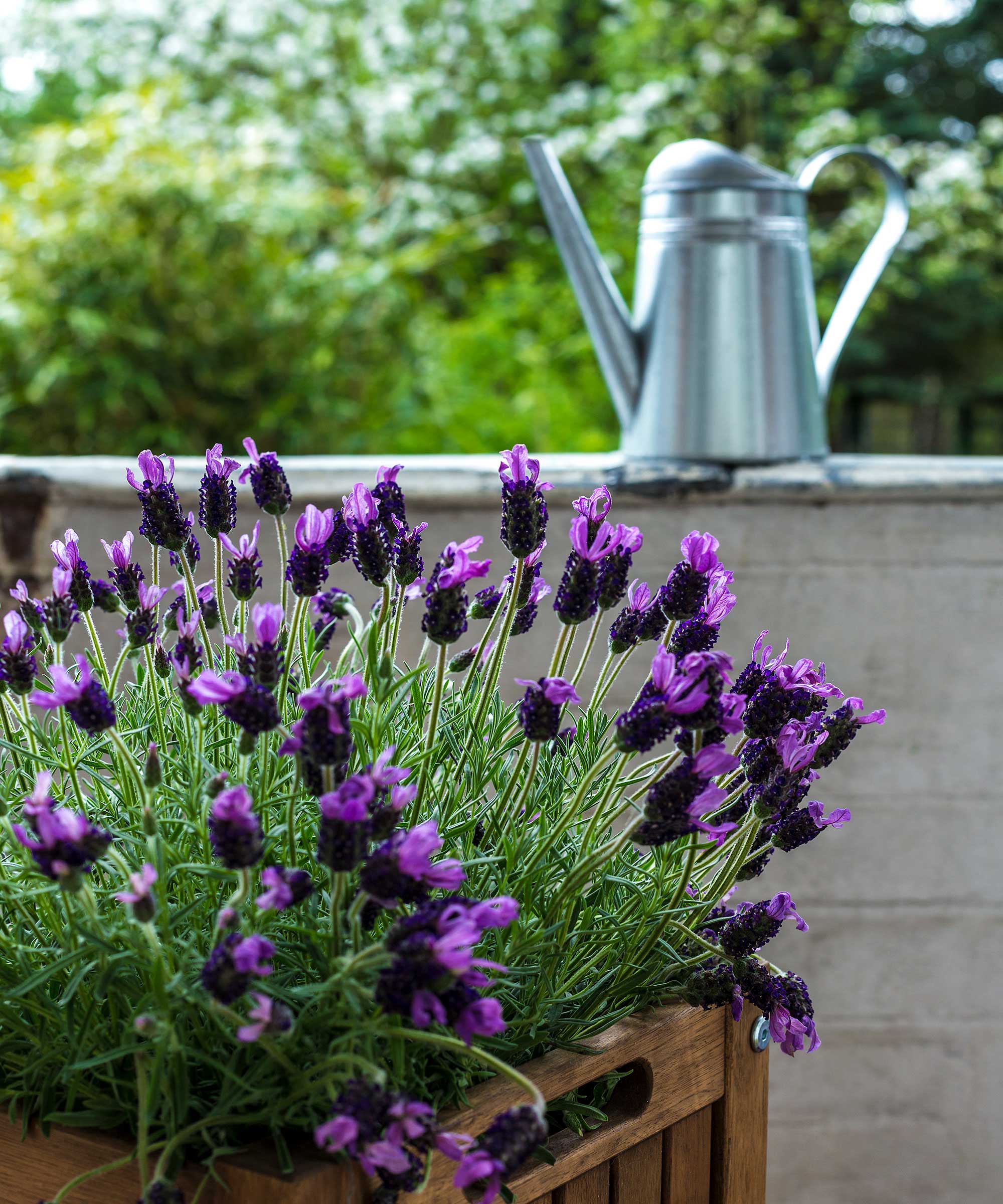 lavendel i beholder med vanning kan