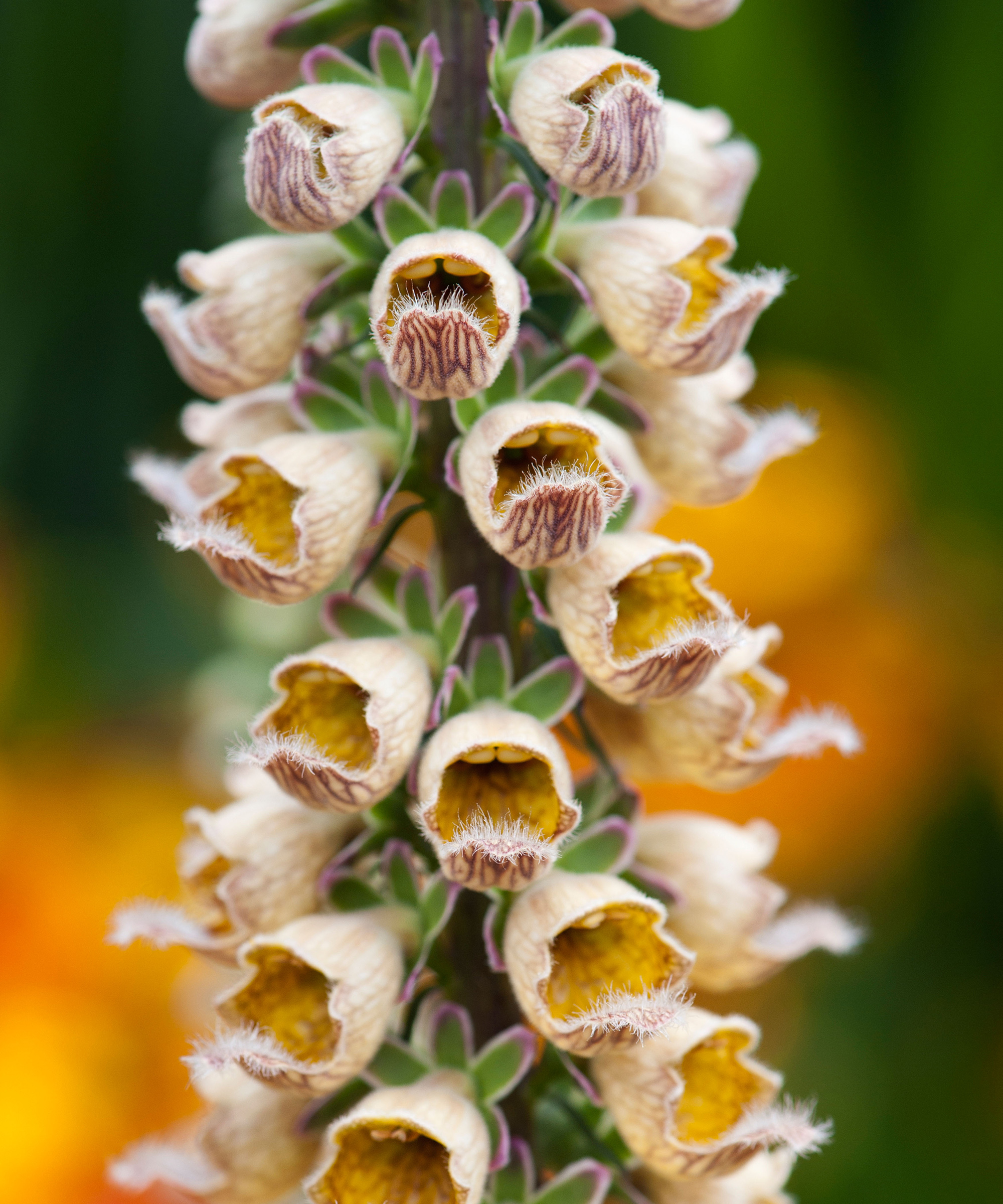 Digitalis Ferruginea. Rusty Foxglove
