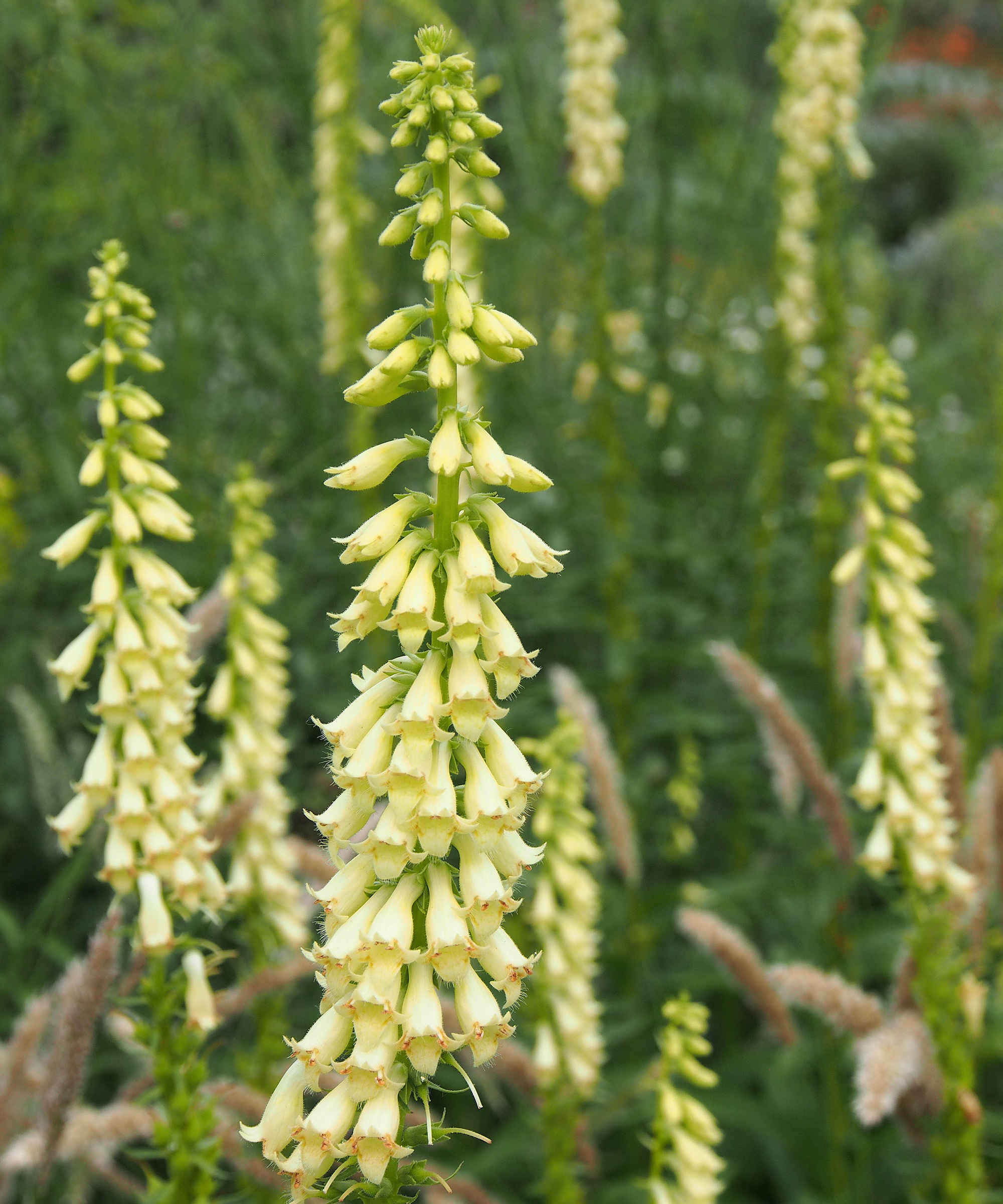 Digitalis Lutea (Yellow Foxglove)