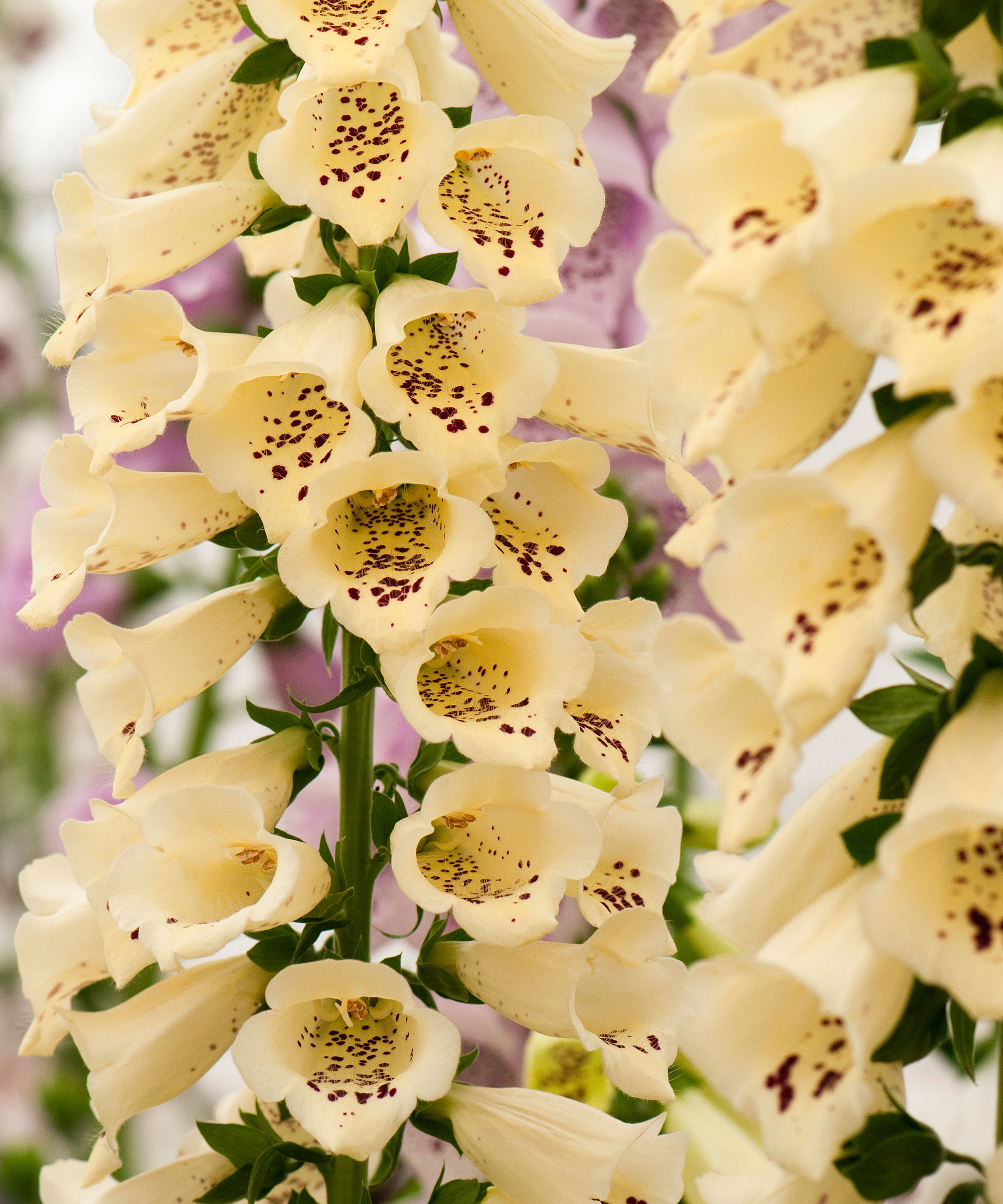 Foxglove digitalis purpurea 'primrose carousel' i blomst