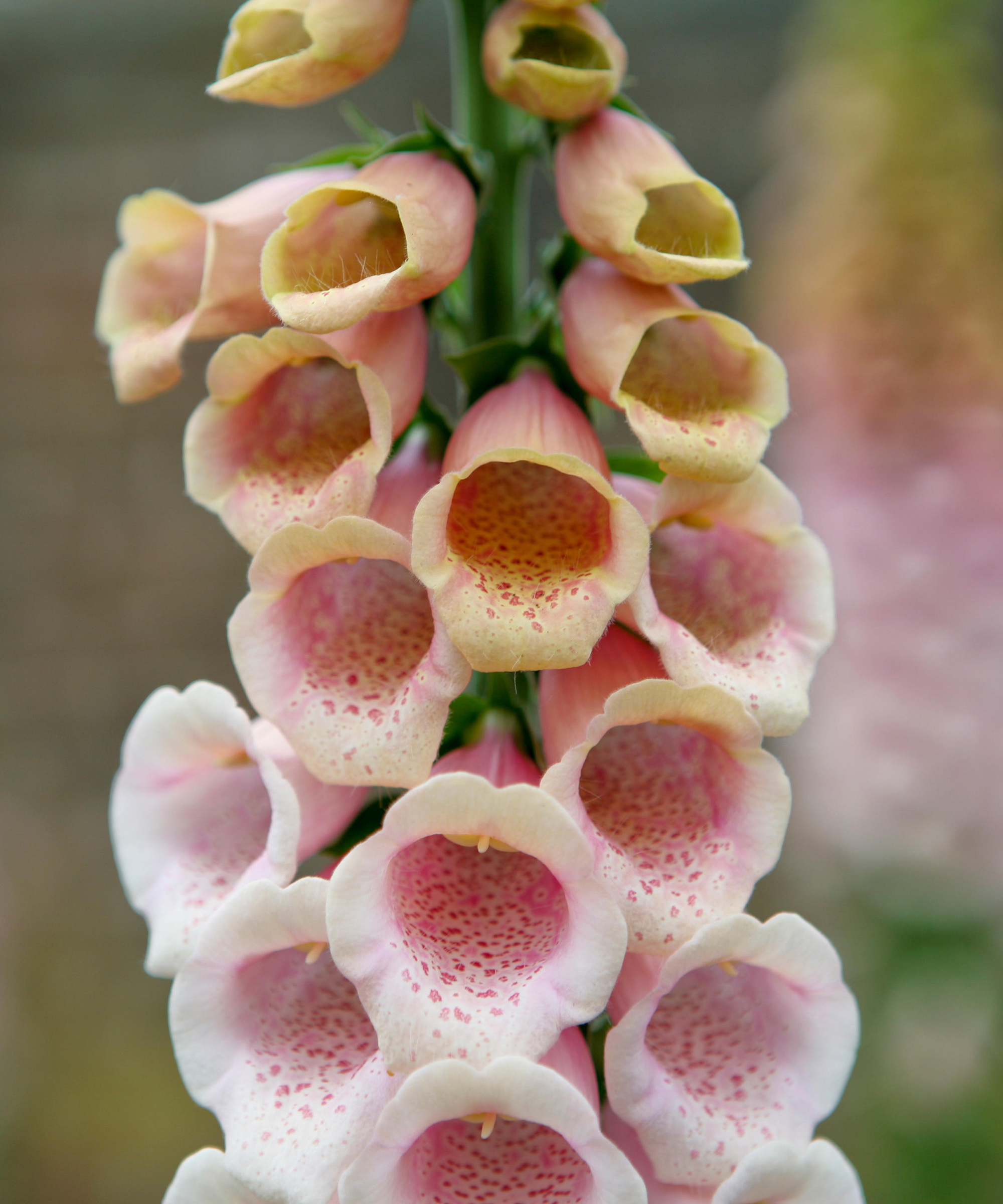 Digitalis 'Suttons aprikos