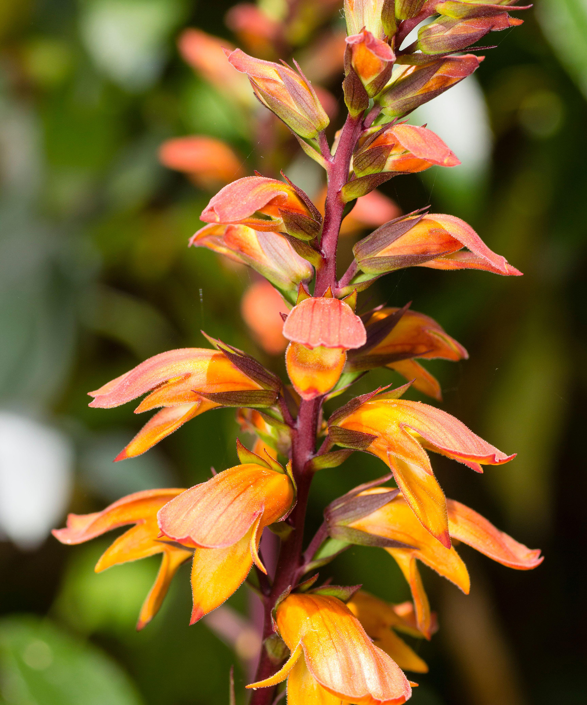D. canariensis