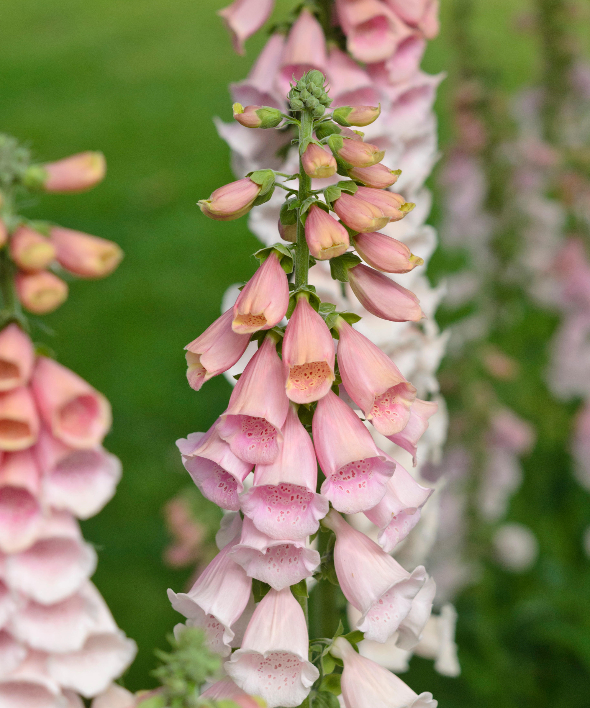 Digitalis purpurea 'rosa gin'