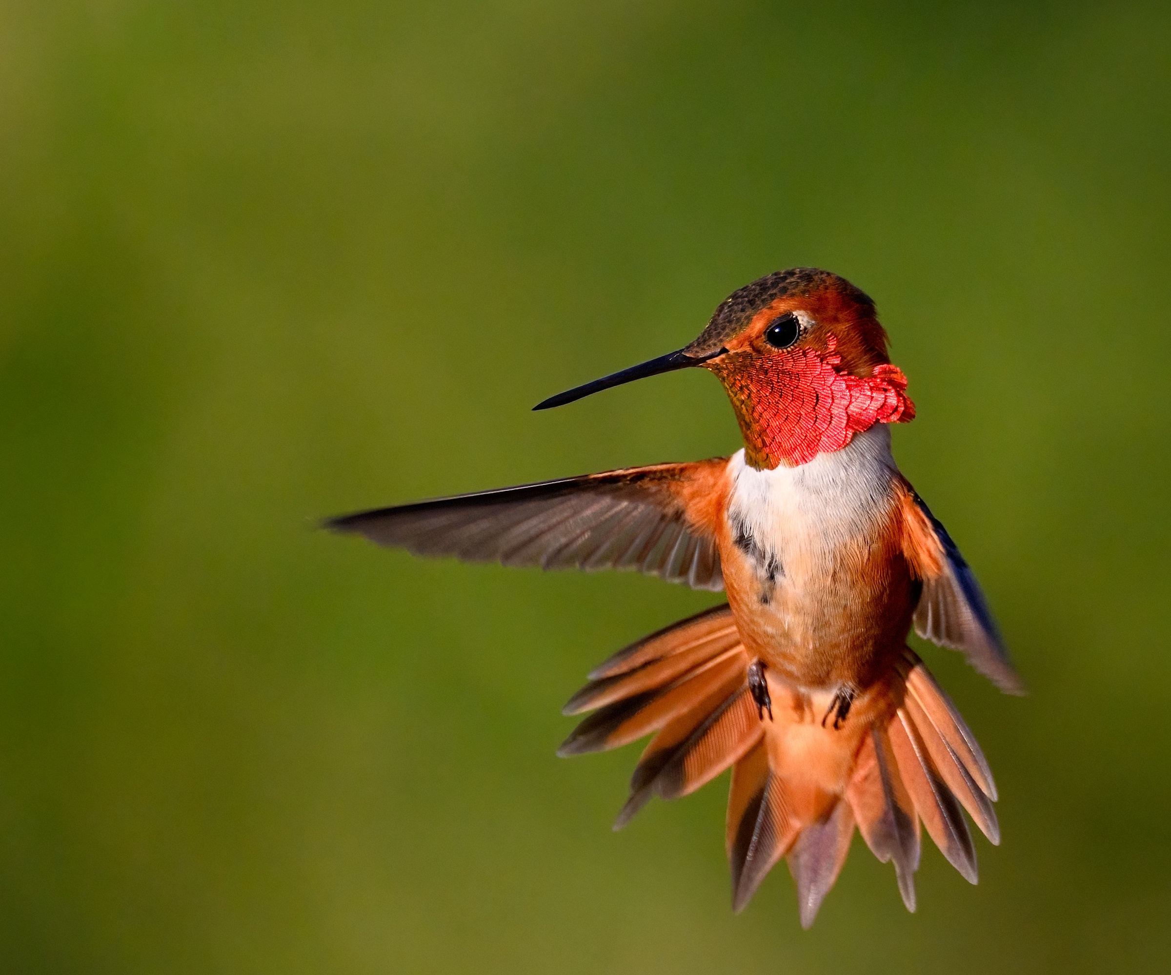 Rufous kolibri med rød farging