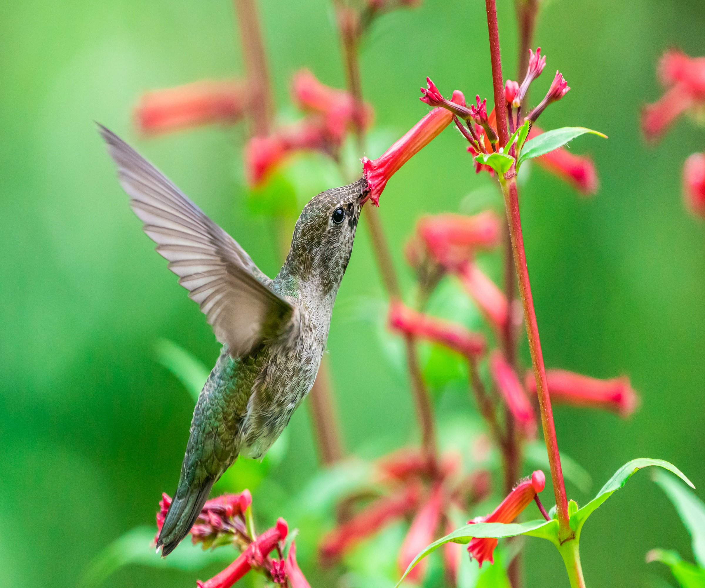 An Anna's Hummingbird nipper nektar
