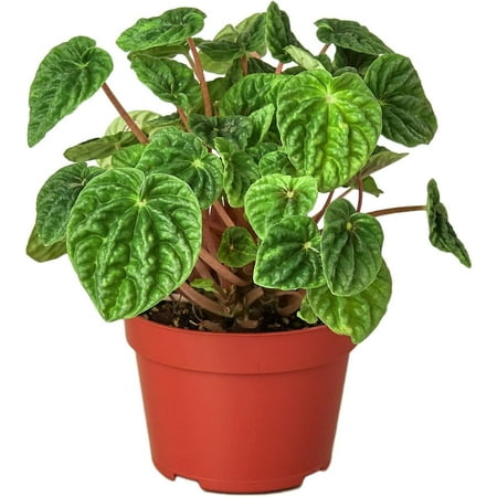 Peperomia Ripple - levende plante i en 4 tommers dyrkere potte - Peperomia Caperata - Sjelden og elegant innendørs stueplante