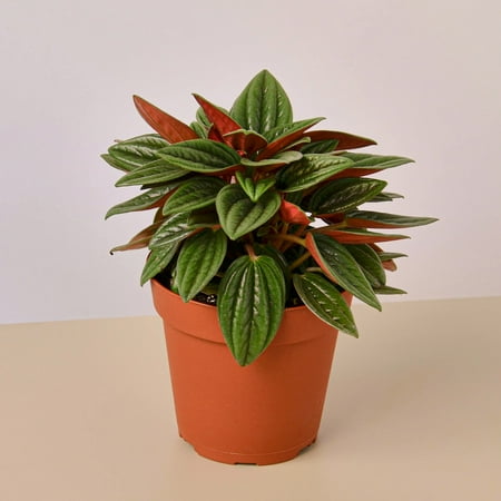 Peperomia Rosso - 4