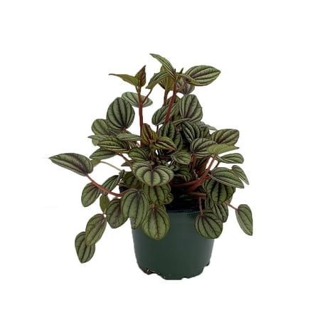 Piccolo Banda Peperomia - Peperomia Albovittata - 4