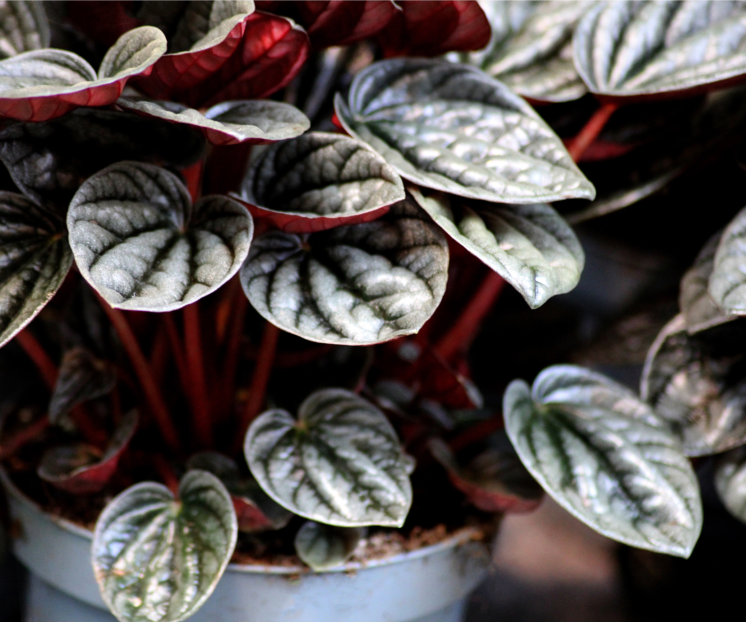 Peperomia -planter