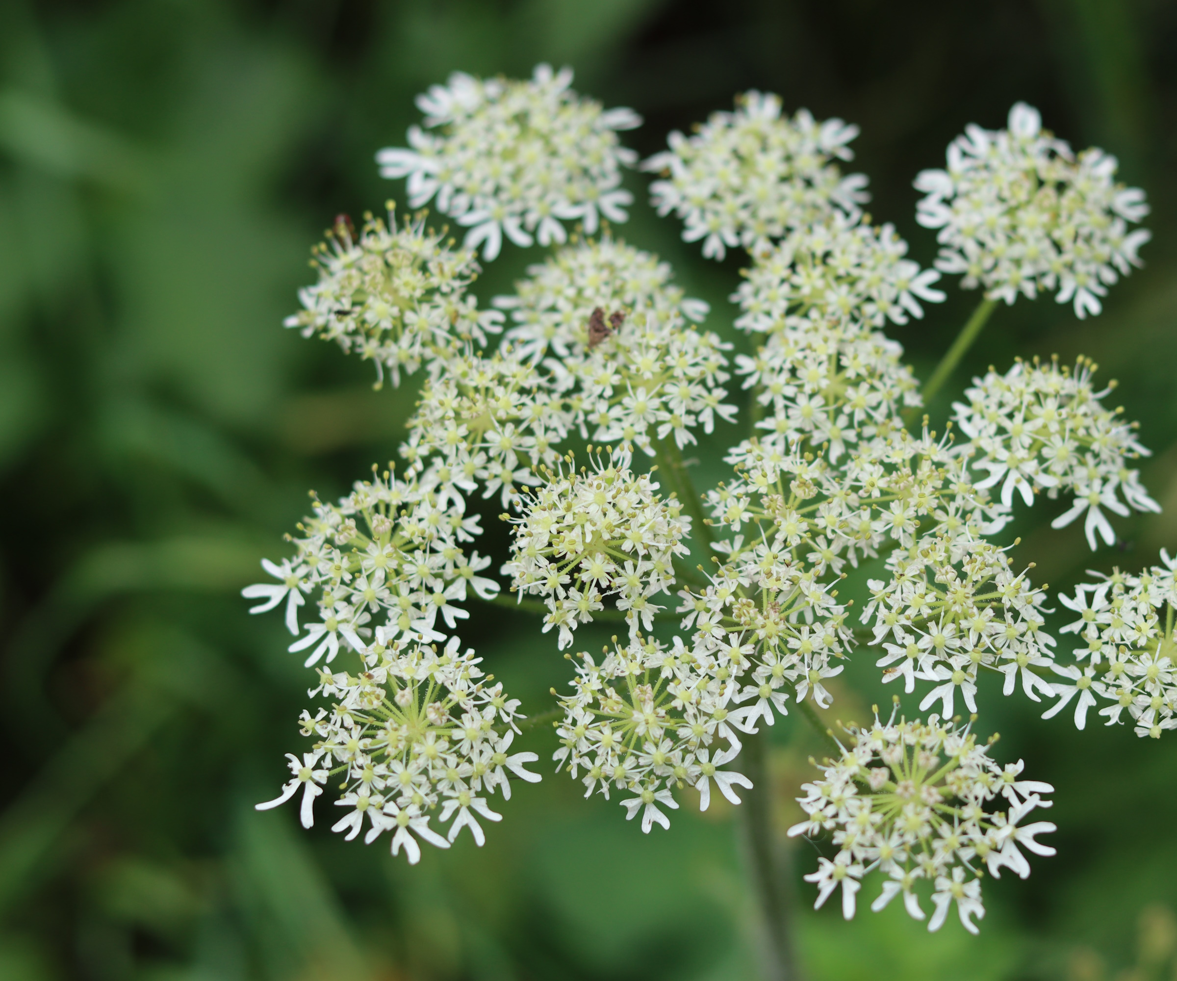 Nærbilde av et vill Angelica -blomsterhode