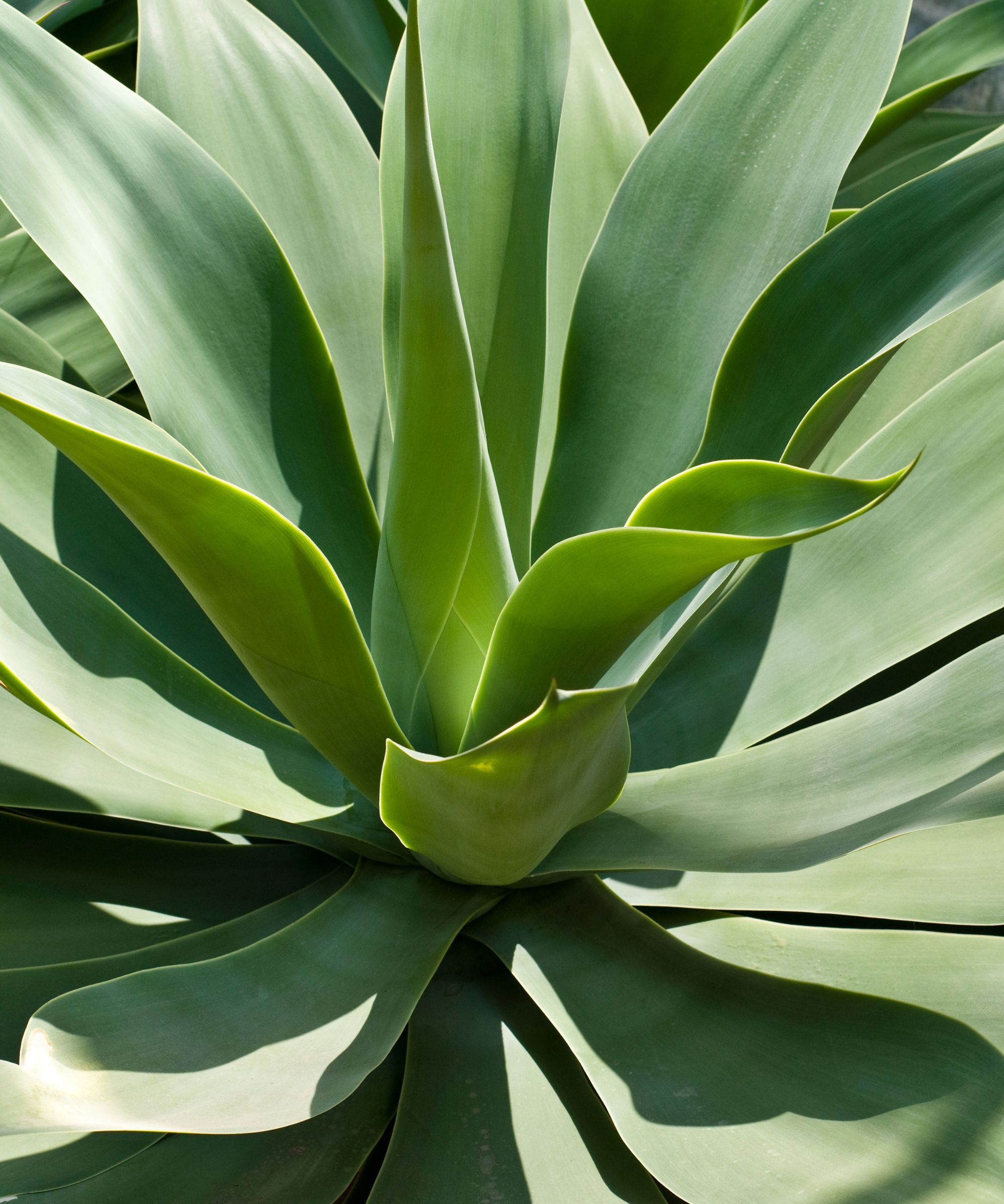 Agave Attenuata -plante