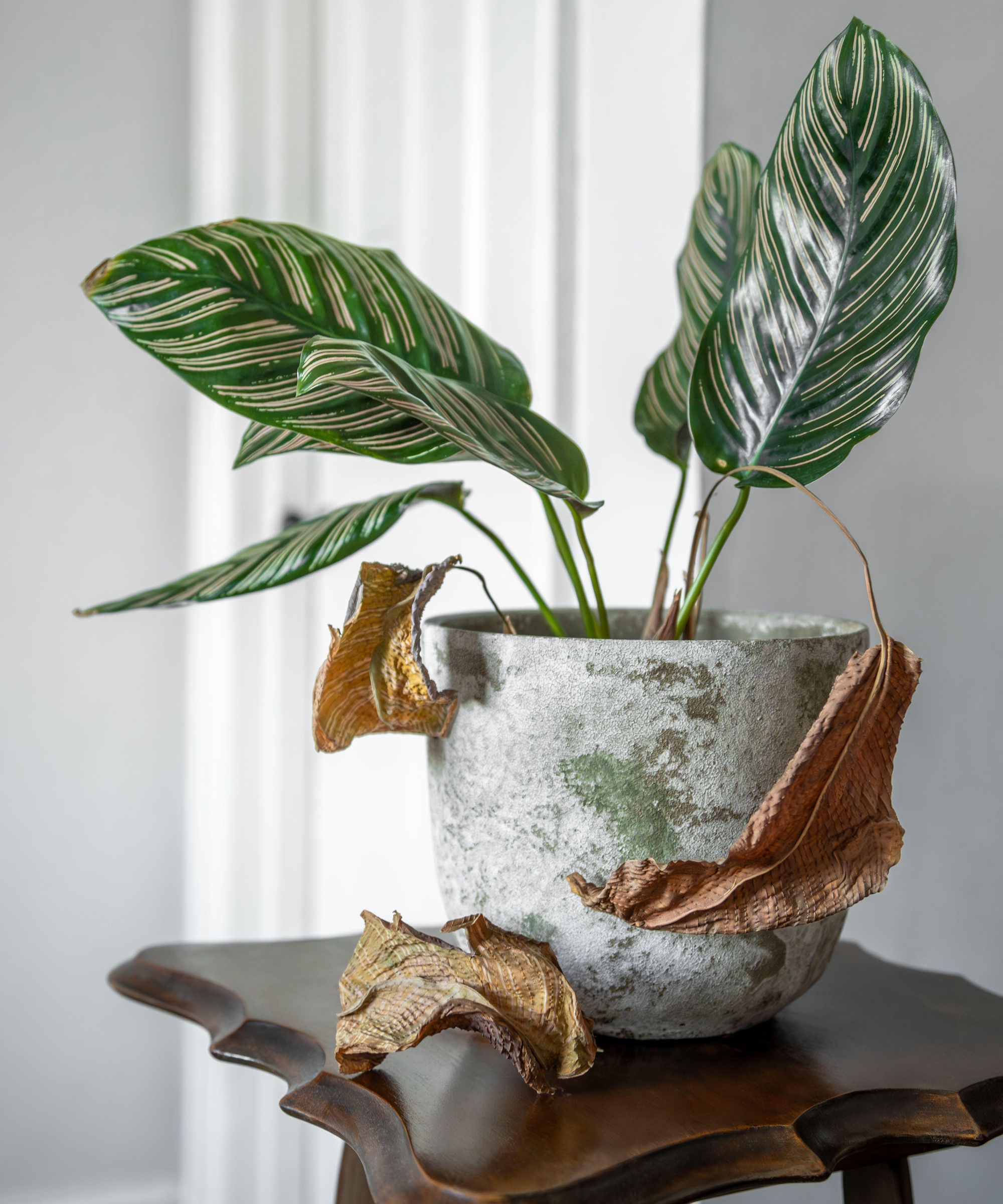 Døende calathea
