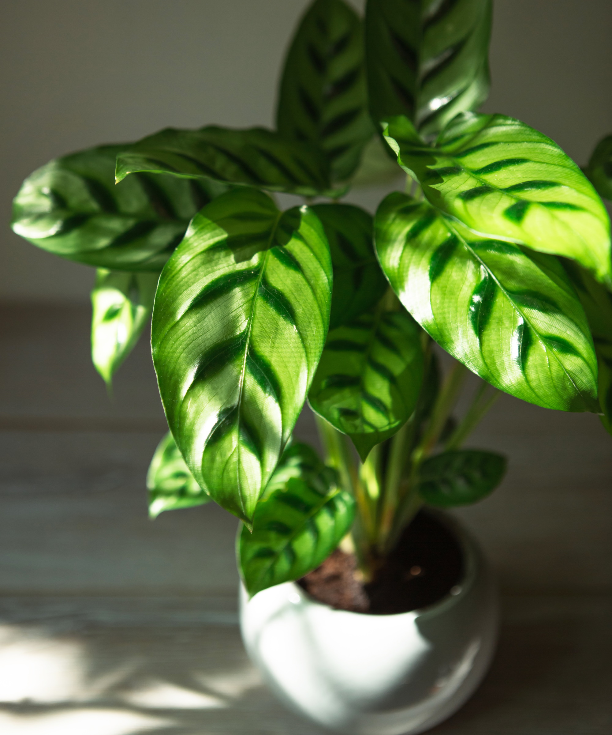 Calathea i skygge