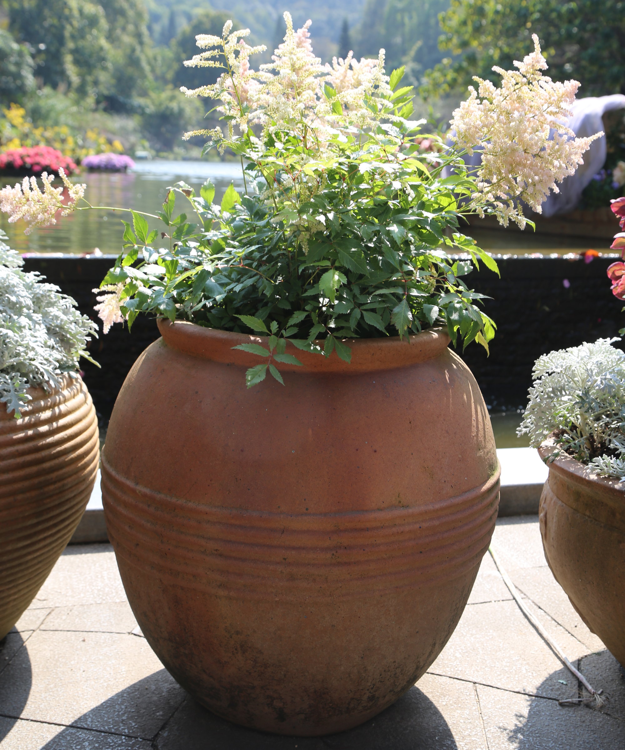 Astilbe blomstrer i en stor buet terrakottaplanter