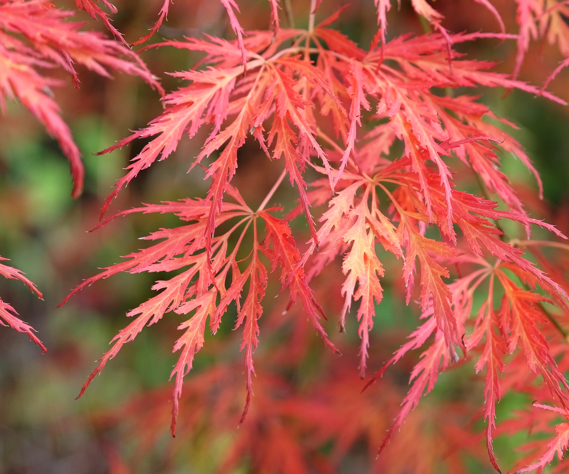 Etterfølgende Acer Palmatum